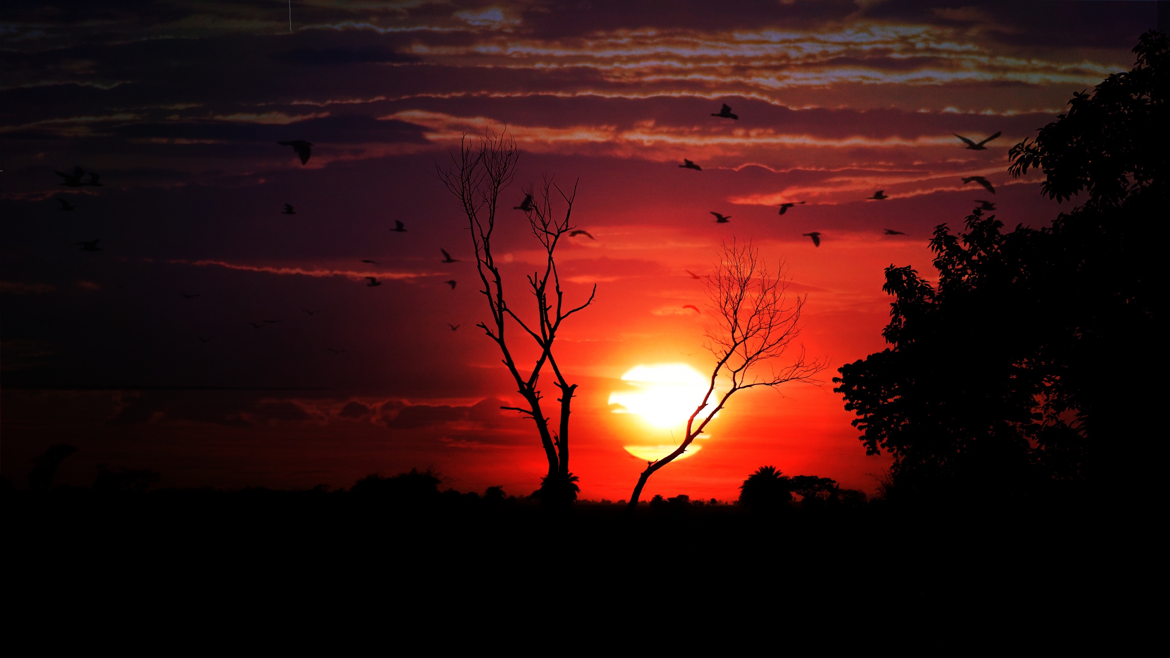 Full HD birds, sunset, sky, dark, wood, tree