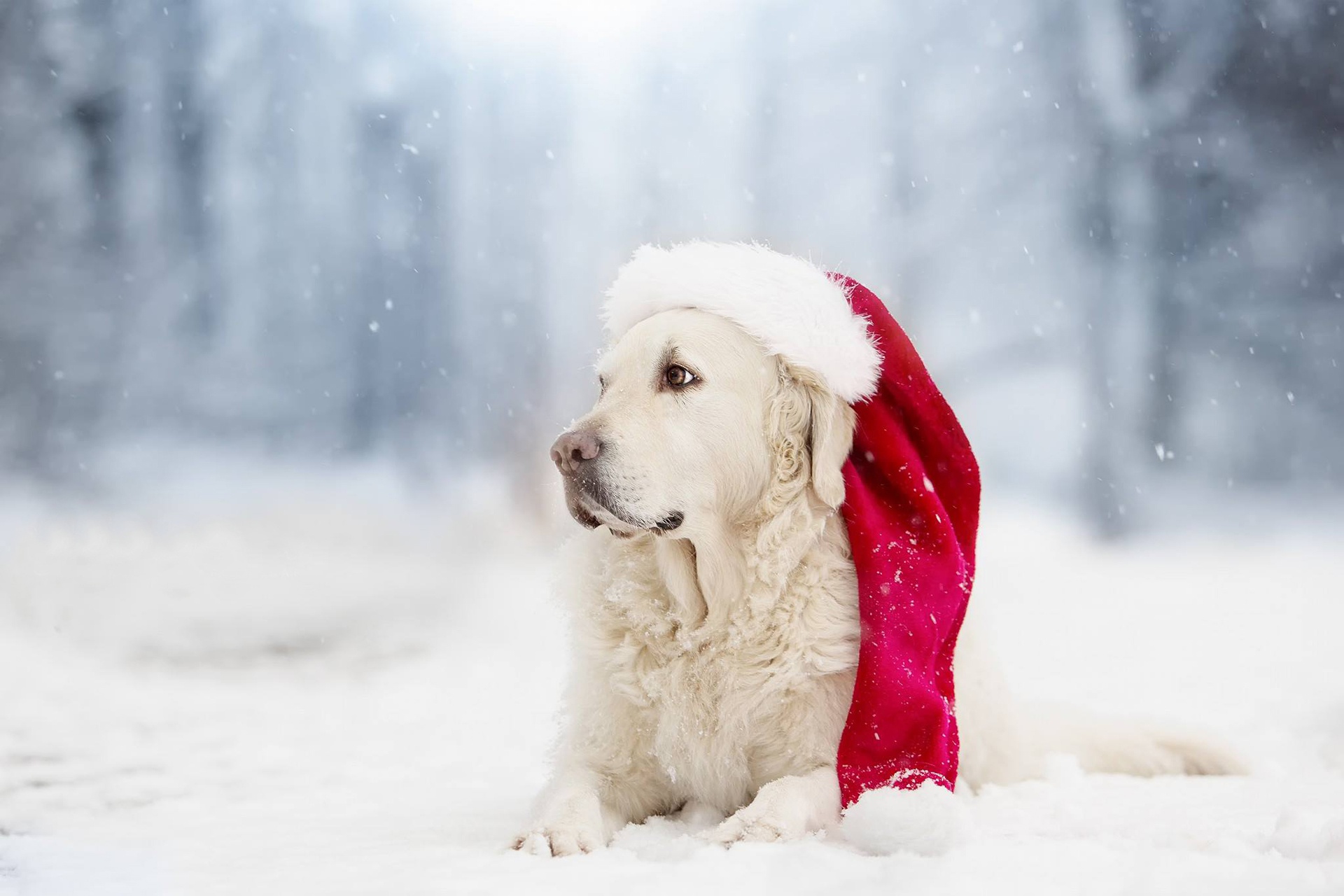 Handy-Wallpaper Tiere, Hunde, Hund, Golden Retriever, Weihnachtsmütze, Tiefenschärfe kostenlos herunterladen.