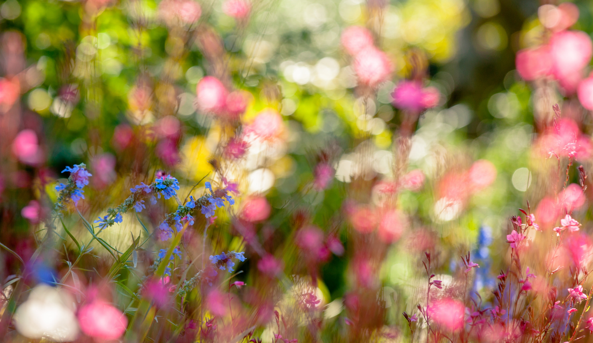 PCデスクトップに自然, フラワーズ, 花, 地球, ボケ, 青い花, 紫色の花画像を無料でダウンロード