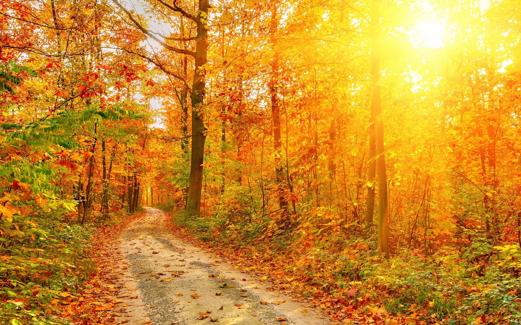 Скачать обои бесплатно Осень, Солнце, Деревья, Дороги, Пейзаж картинка на рабочий стол ПК