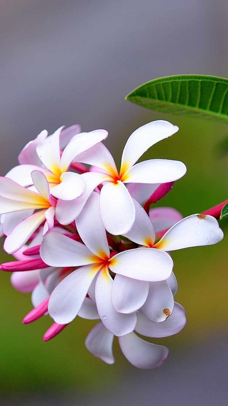 Download mobile wallpaper Flowers, Flower, Earth, Frangipani for free.