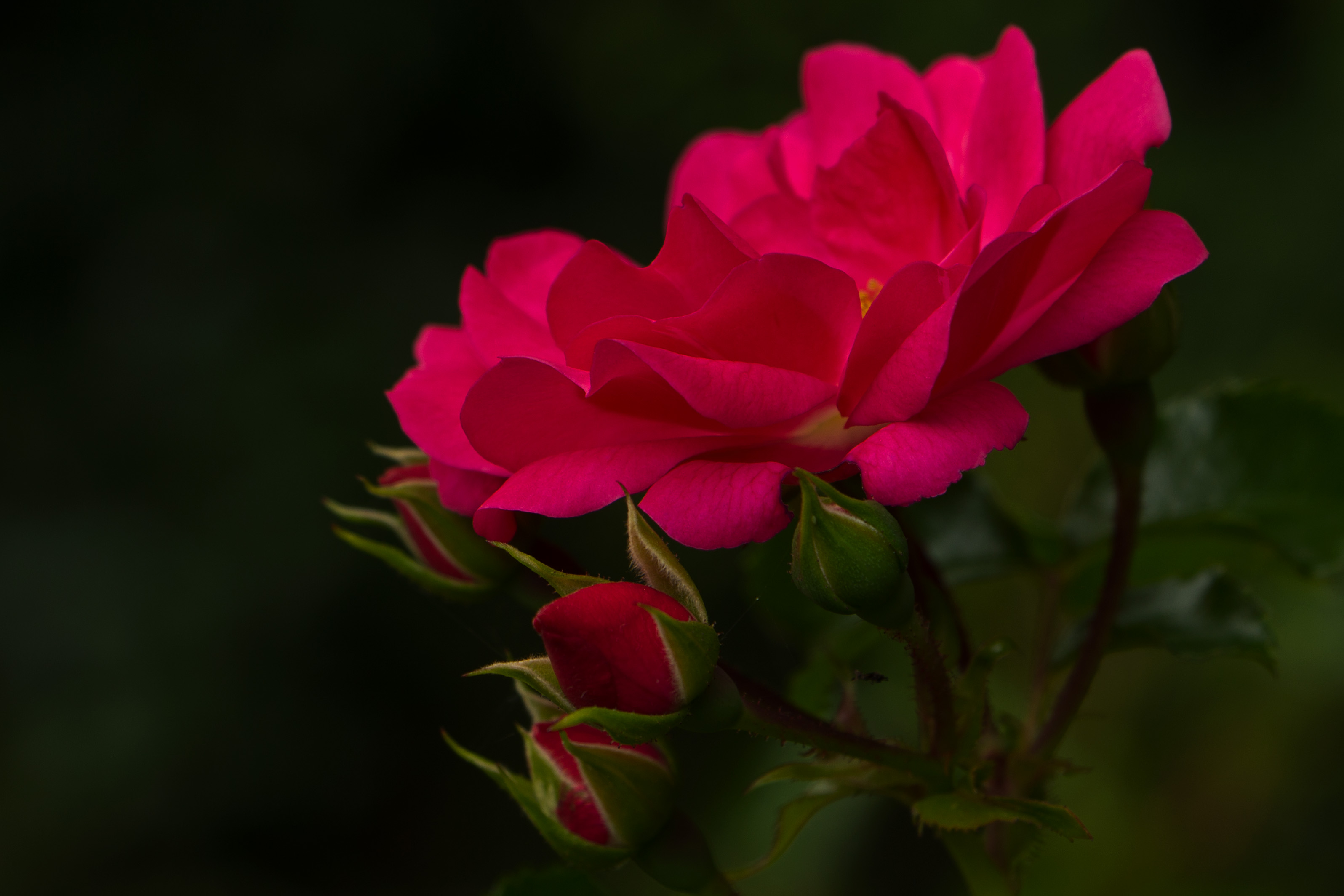 Descarga gratis la imagen Flores, Rosa, Brote, De Cerca, Pétalo, Tierra/naturaleza, Macrofotografía en el escritorio de tu PC