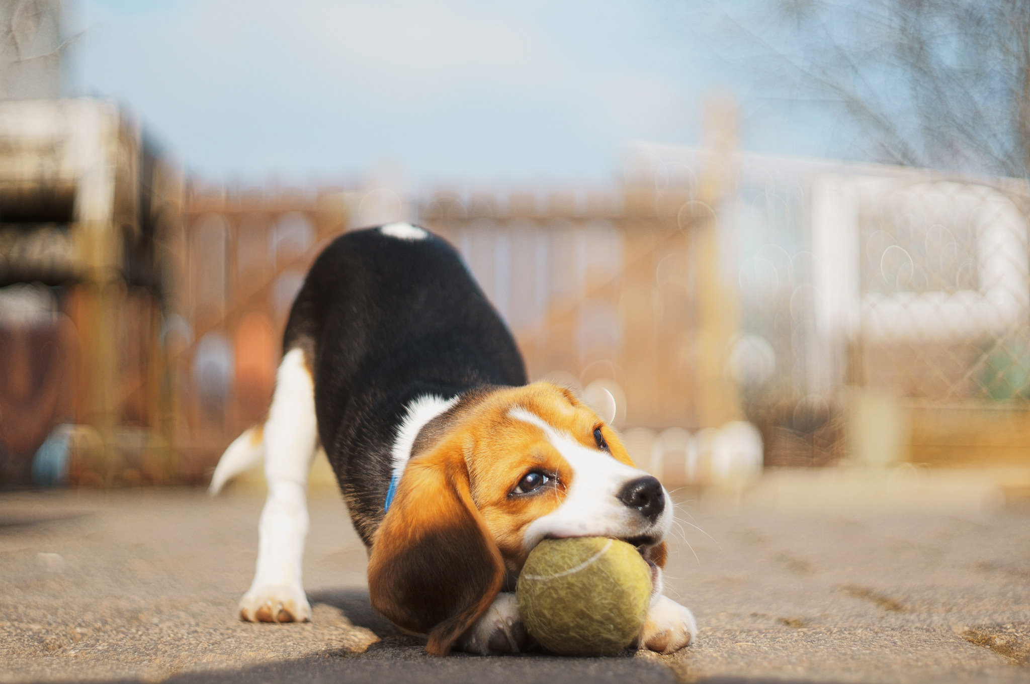 Free download wallpaper Dogs, Dog, Animal, Puppy, Beagle, Baby Animal, Depth Of Field on your PC desktop