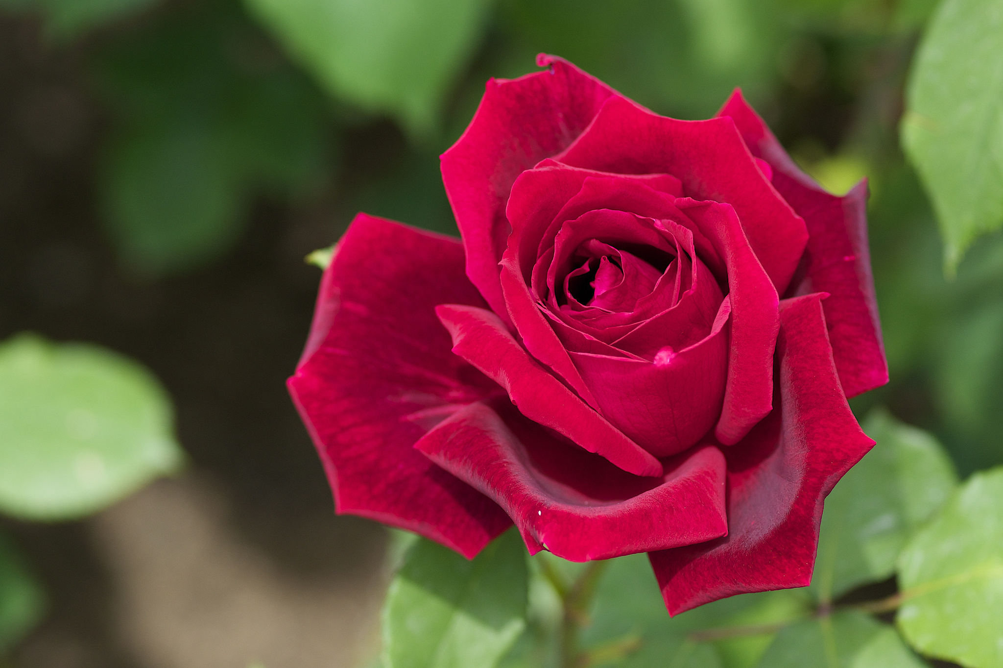 Скачать картинку Красный Цветок, Красная Роза, Флауэрсы, Цветок, Роза, Земля/природа в телефон бесплатно.