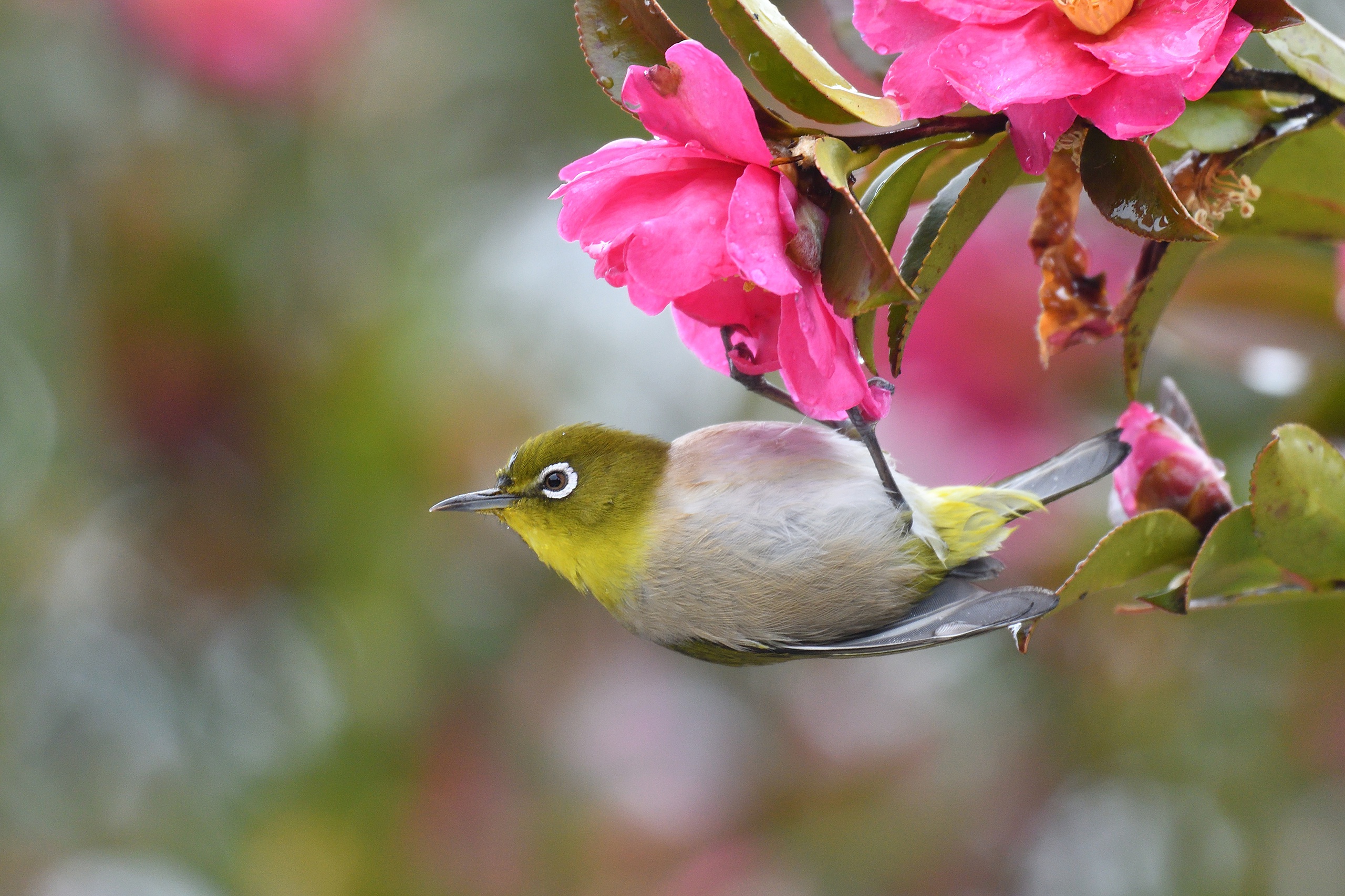 Download mobile wallpaper Birds, Animal, Japanese White Eye for free.