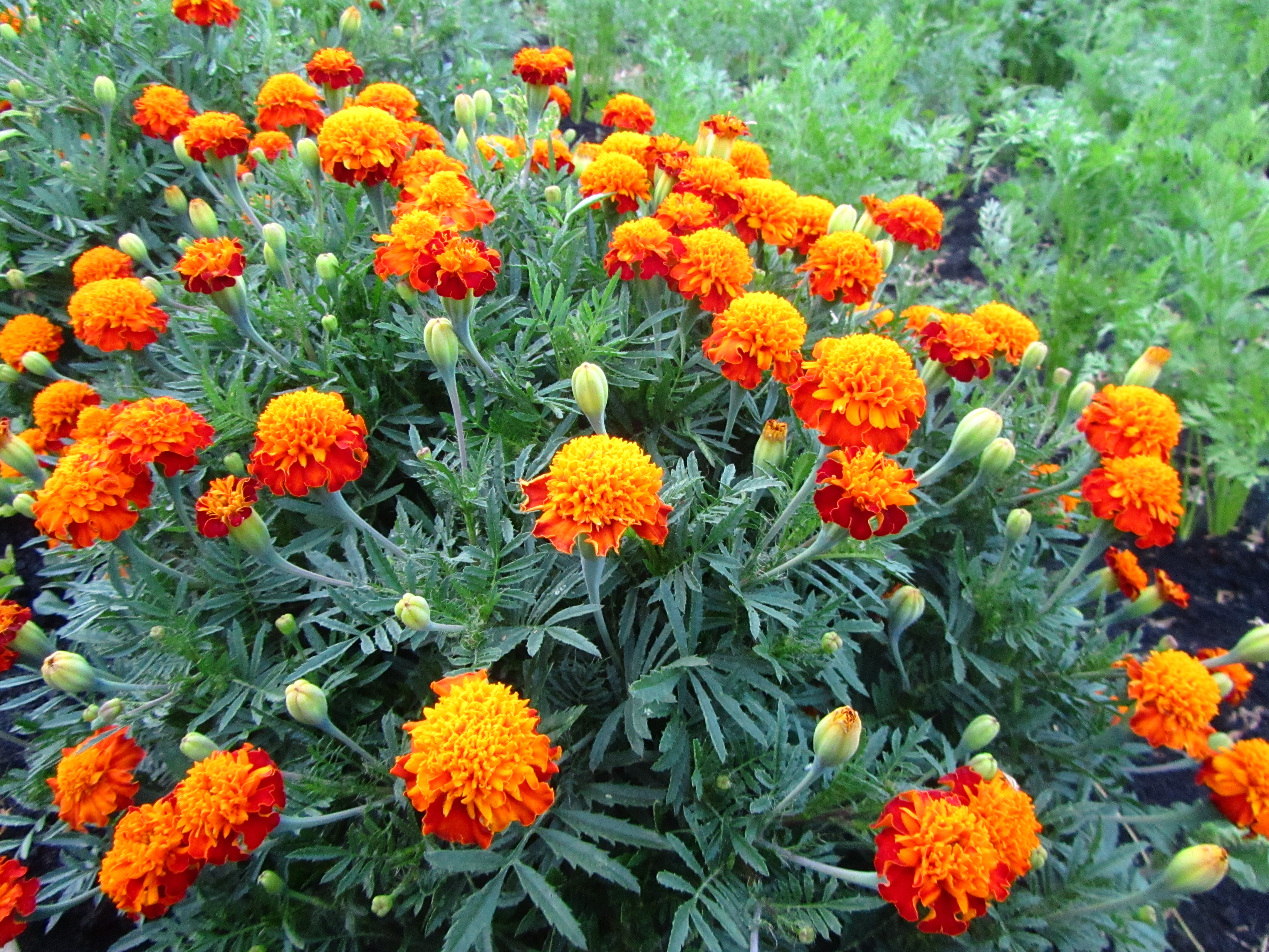 Téléchargez gratuitement l'image Fleurs, Fleur, Terre/nature sur le bureau de votre PC