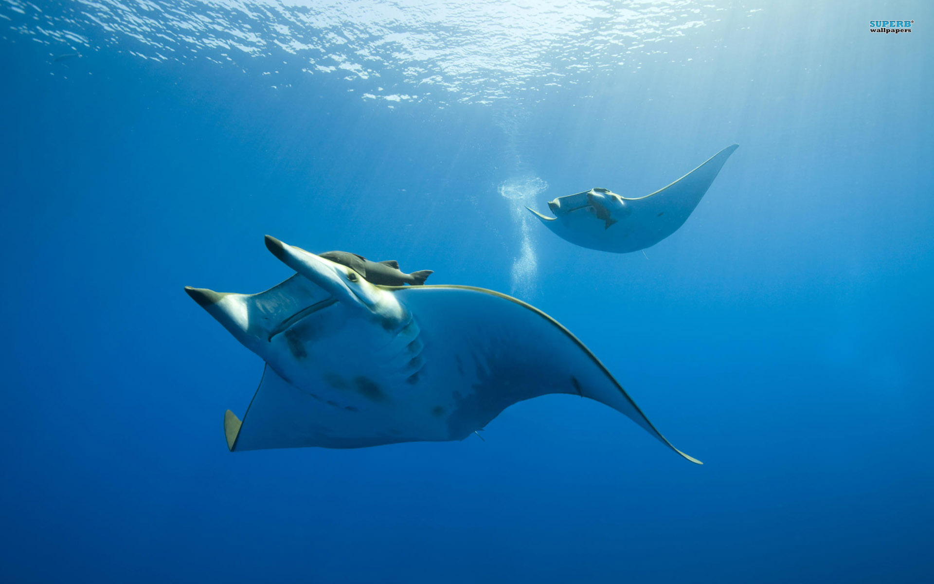 animal, manta ray
