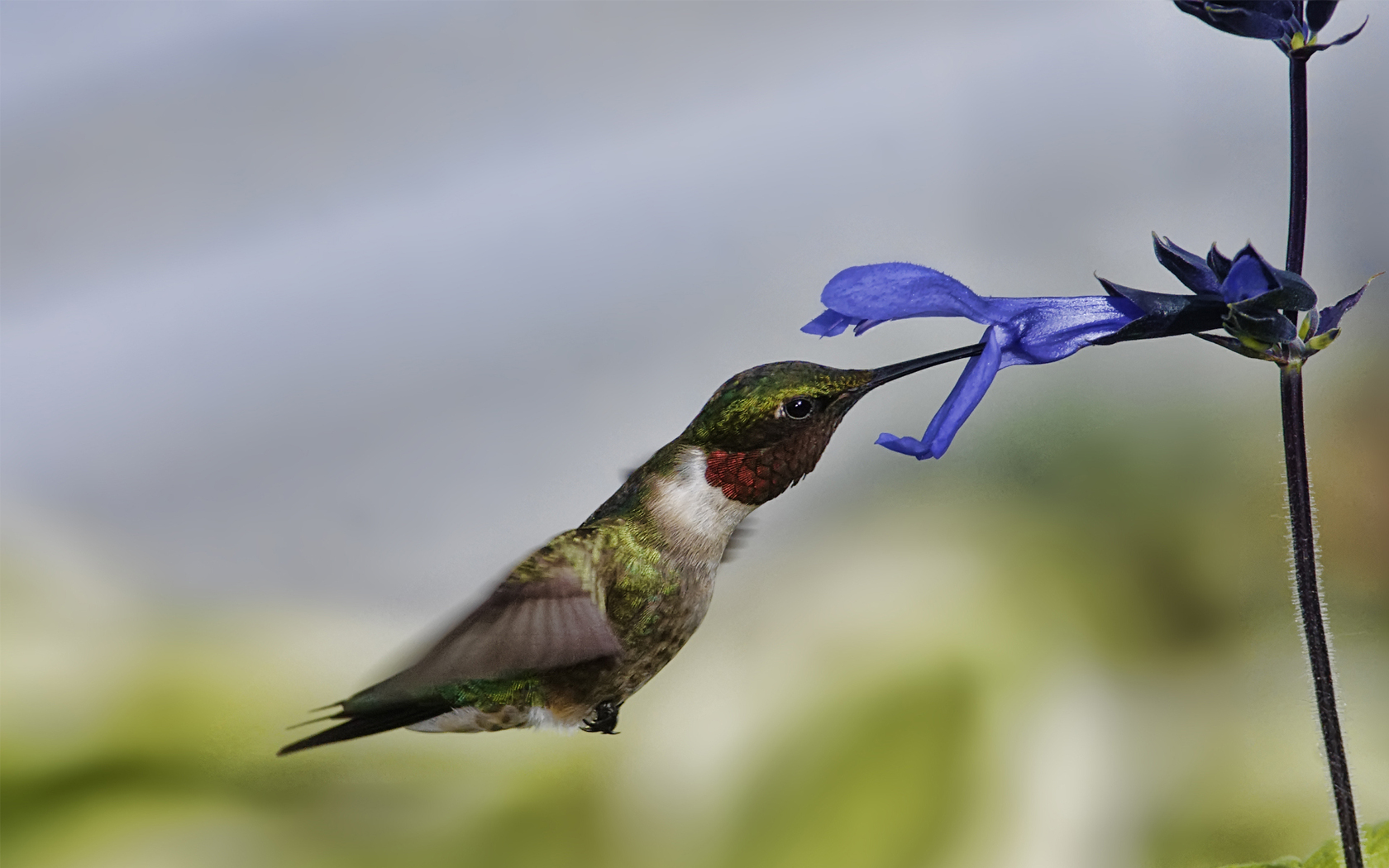 Téléchargez des papiers peints mobile Colibri, Des Oiseaux, Animaux gratuitement.