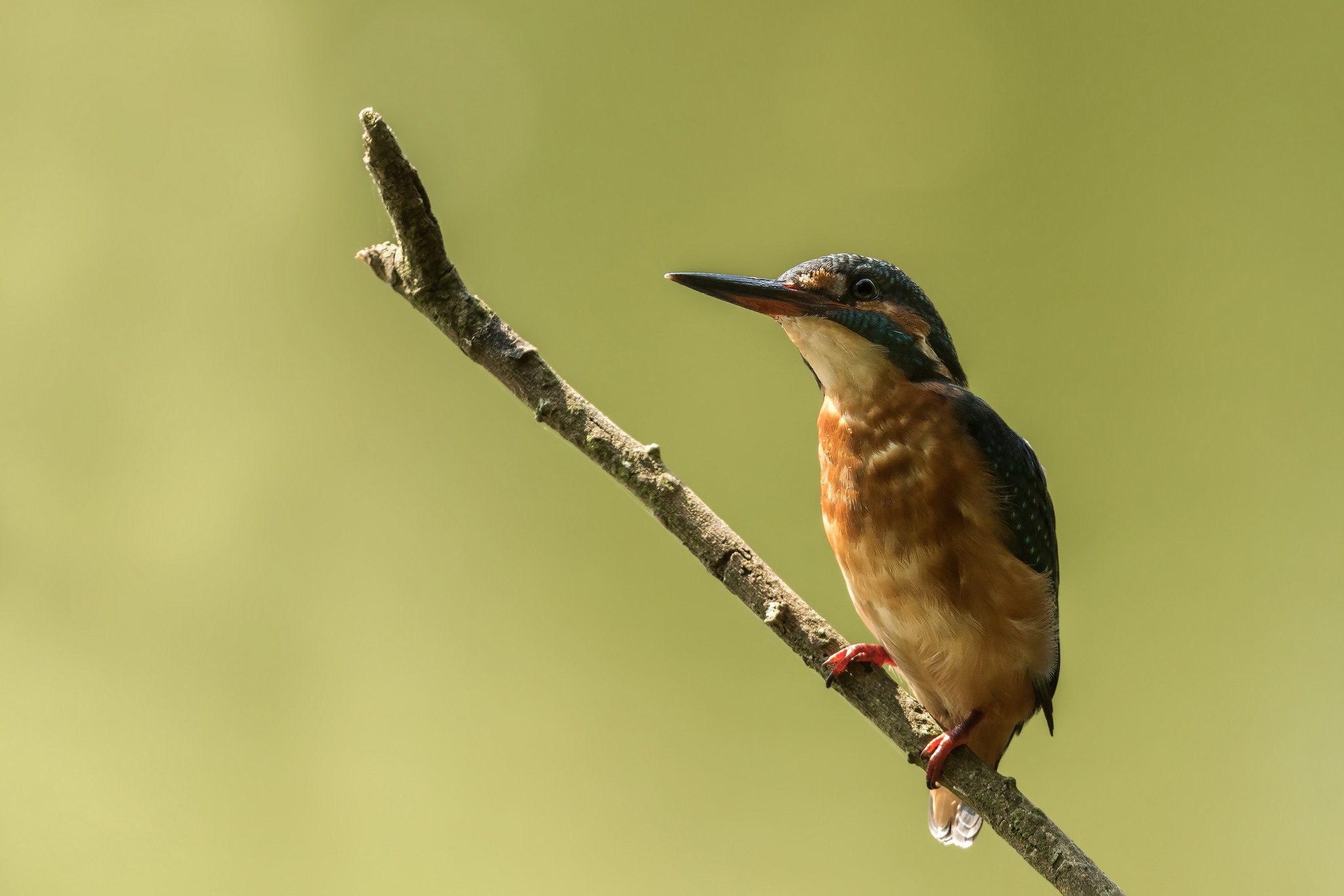 Baixar papel de parede para celular de Animais, Aves, Pássaro, Guarda Rios gratuito.