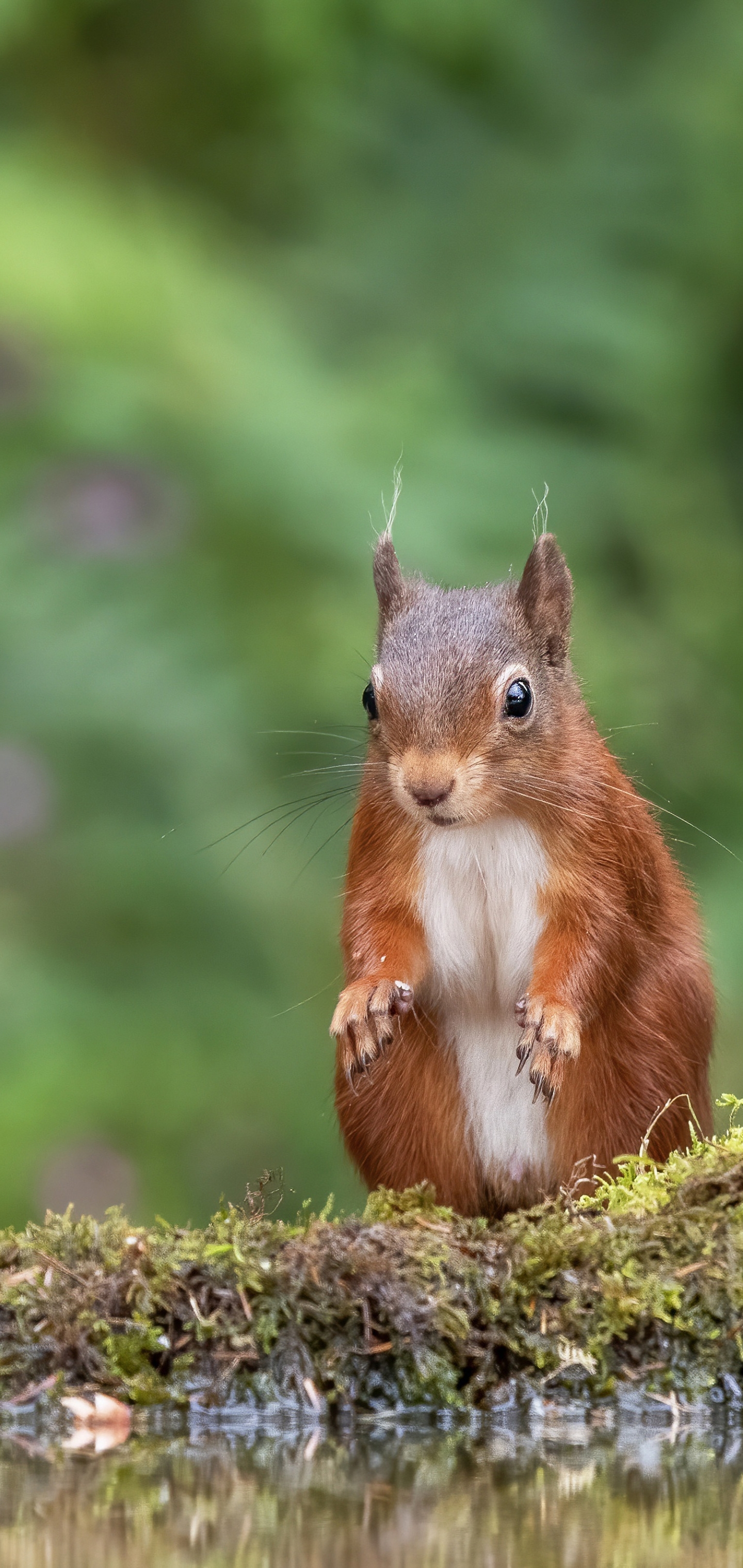 Handy-Wallpaper Tiere, Eichhörnchen, Nagetier kostenlos herunterladen.