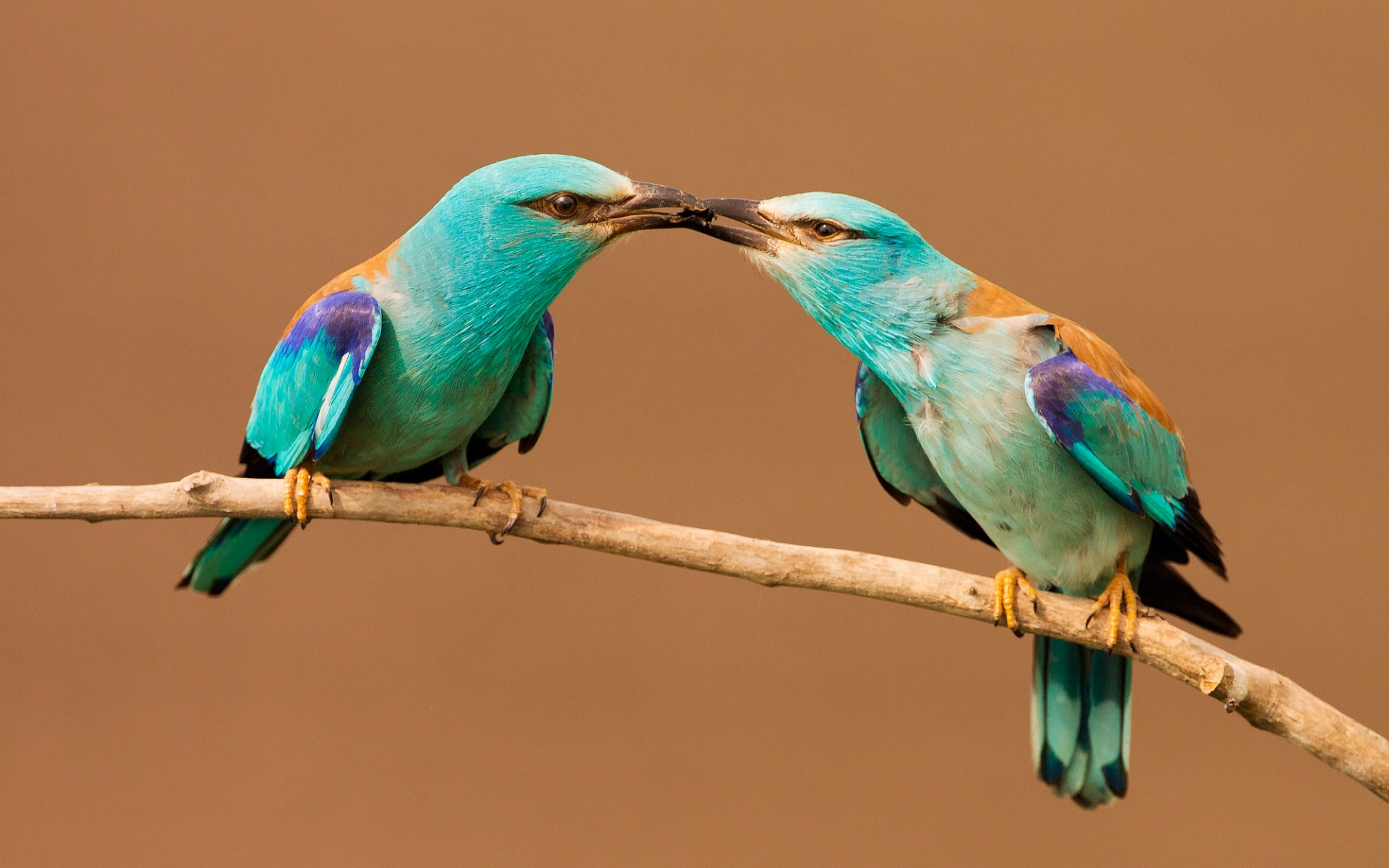 Baixar papel de parede para celular de Animais, Aves, Pássaro gratuito.