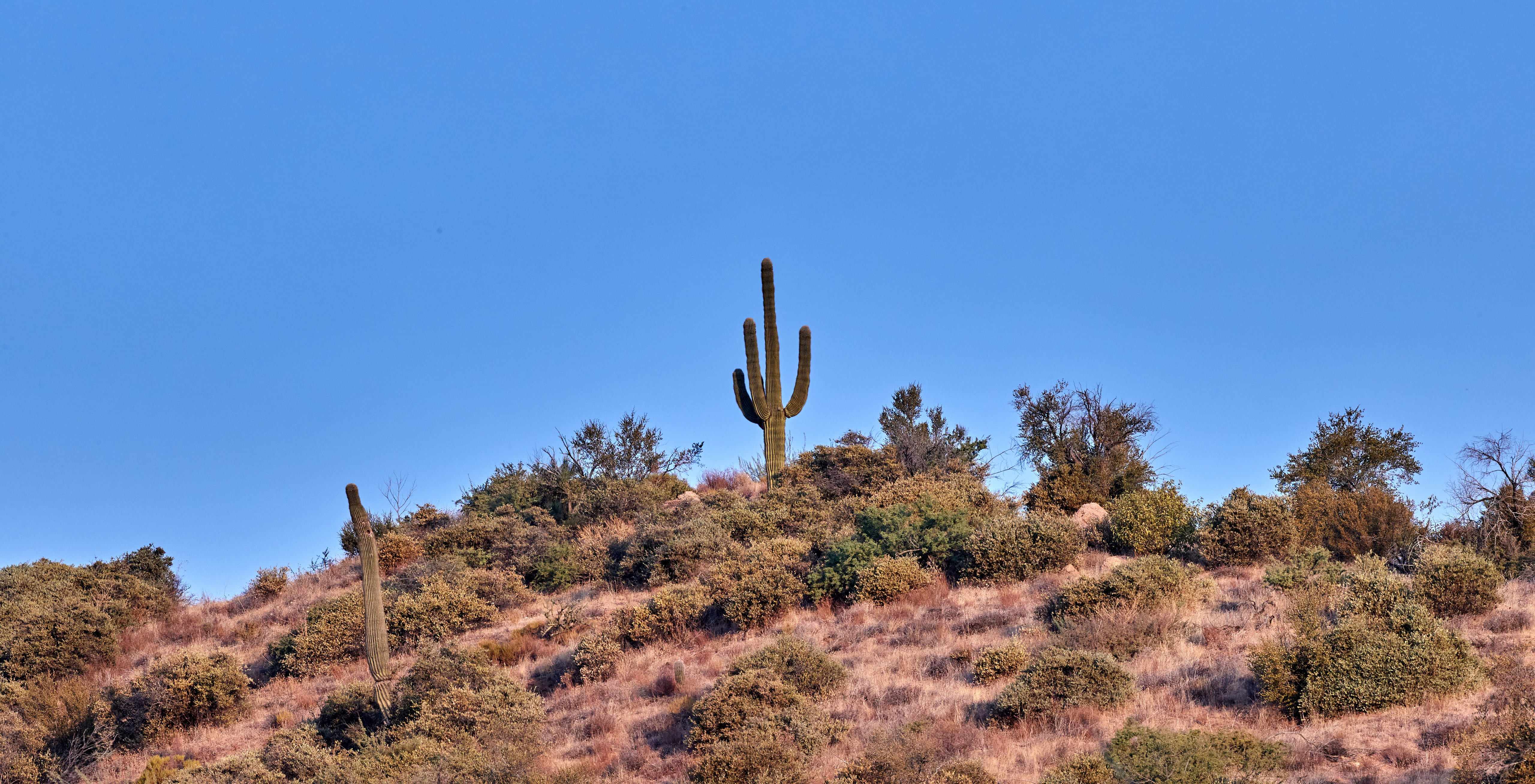 149127 descargar imagen naturaleza, cactus, cielo, arbusto, pradera, cacto: fondos de pantalla y protectores de pantalla gratis