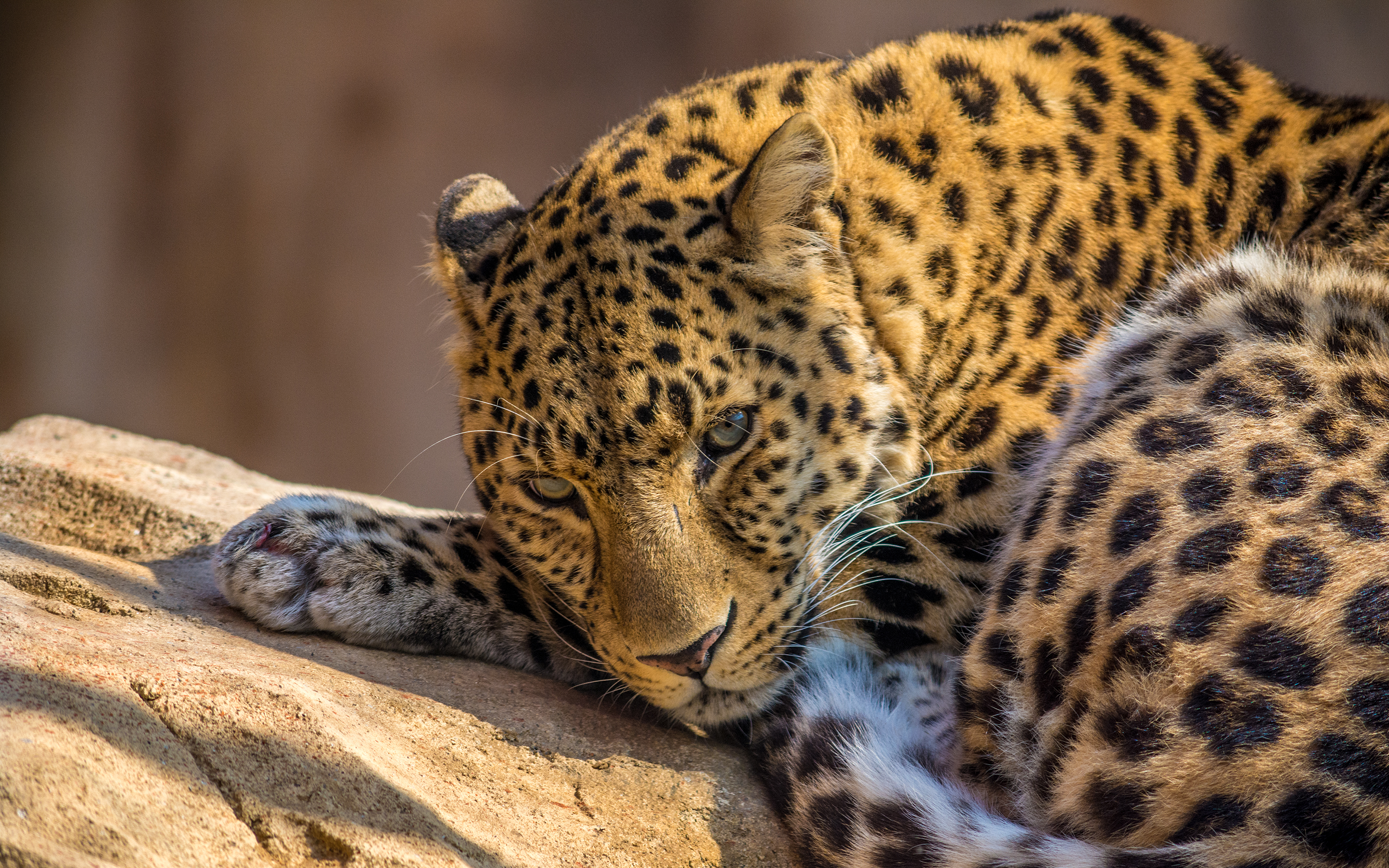 Descarga gratuita de fondo de pantalla para móvil de Animales, Gatos, Leopardo.