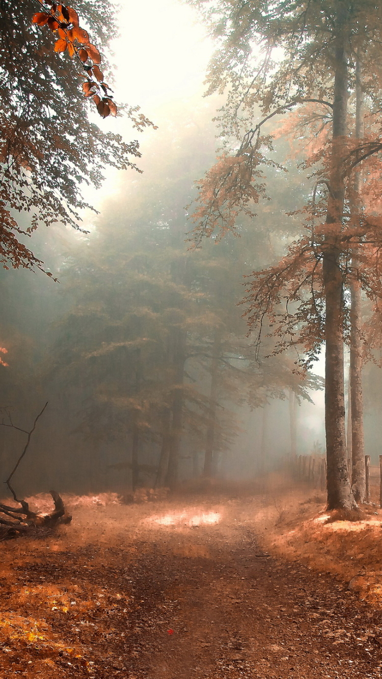 Baixar papel de parede para celular de Outono, Caminho, Floresta, Névoa, Cair, Terra/natureza, Neblina gratuito.