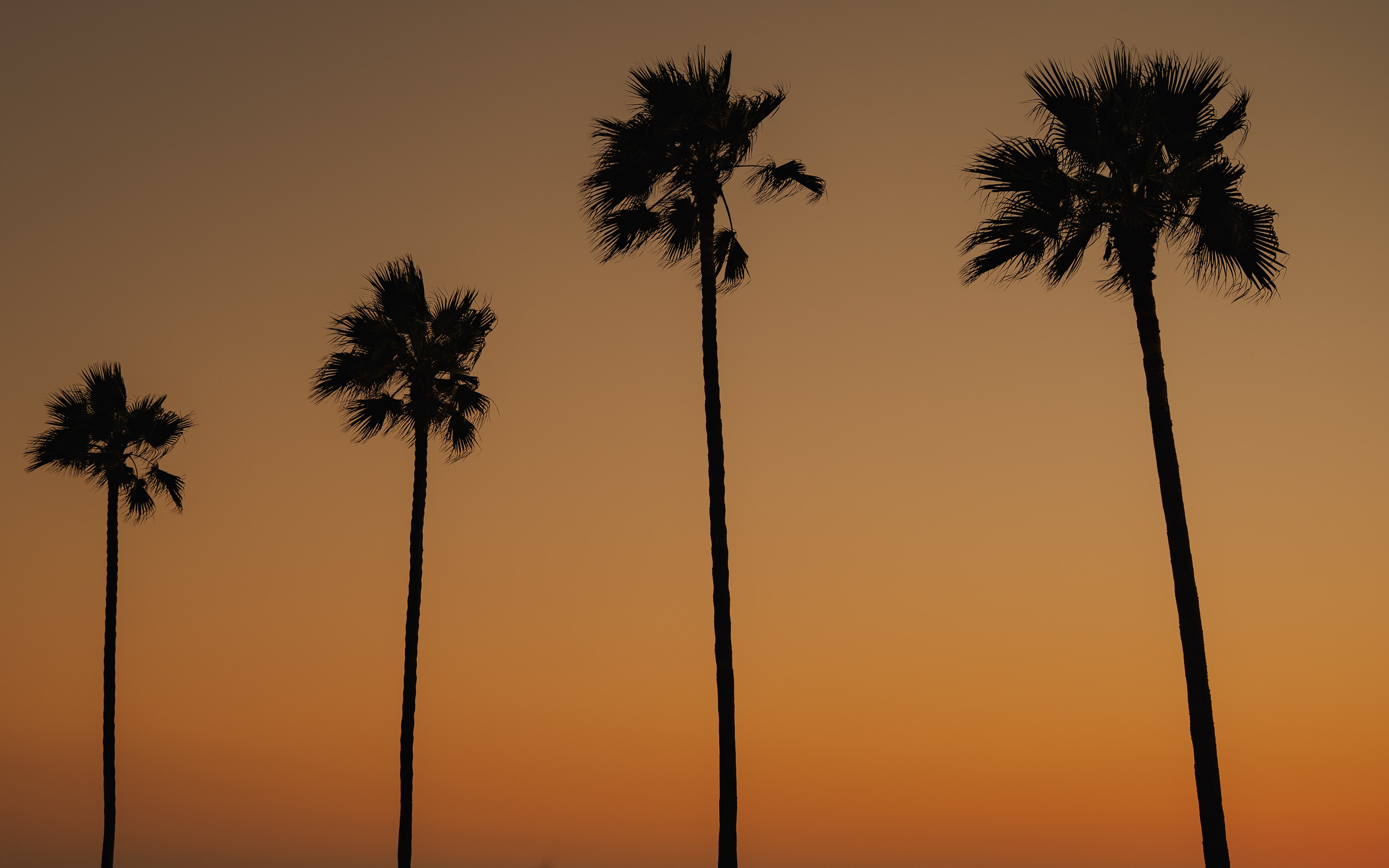 twilight, nature, trees, palms, silhouettes, dusk HD for desktop 1080p