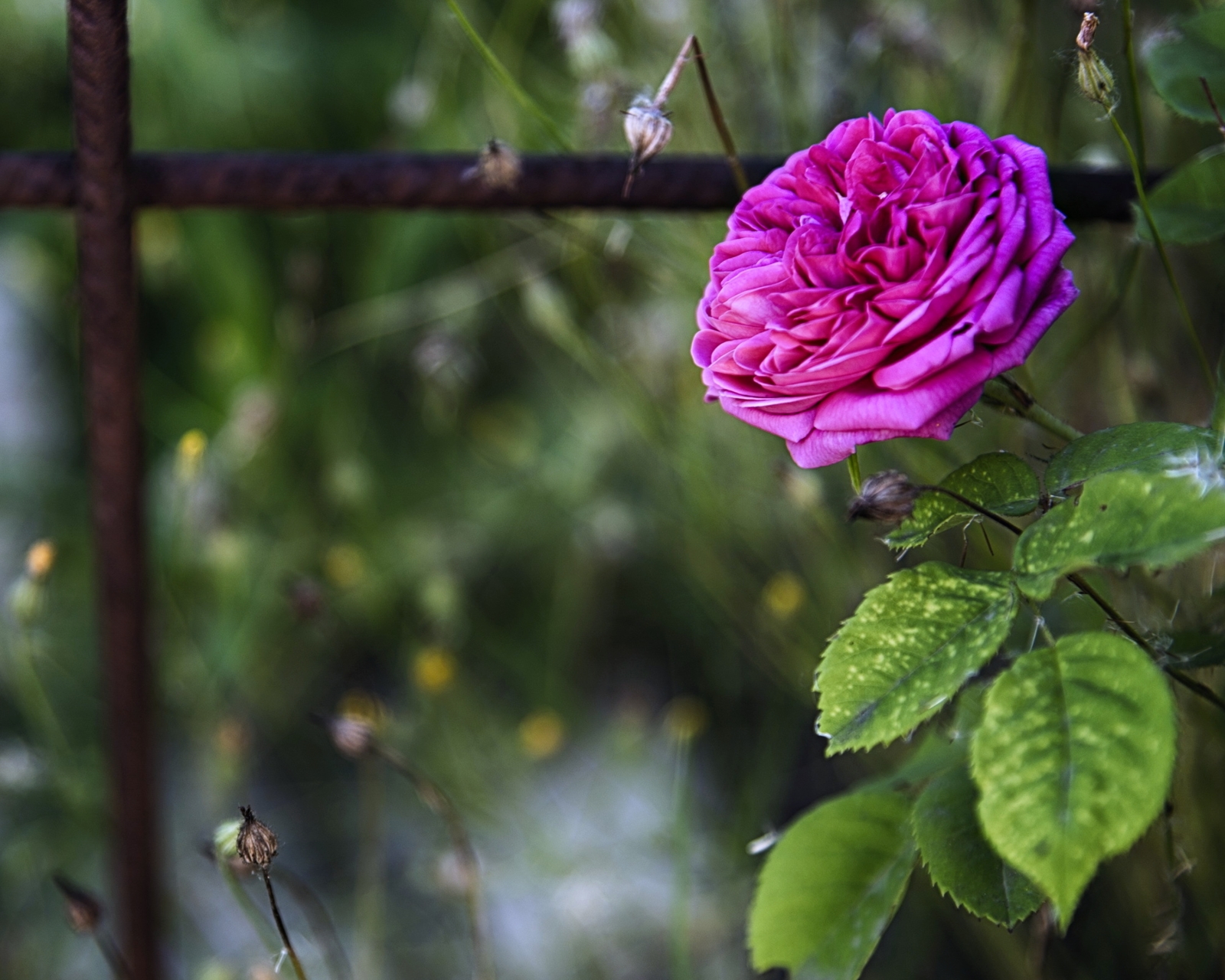Handy-Wallpaper Blumen, Blume, Rose, Frühling, Erde/natur, Pinke Rose kostenlos herunterladen.