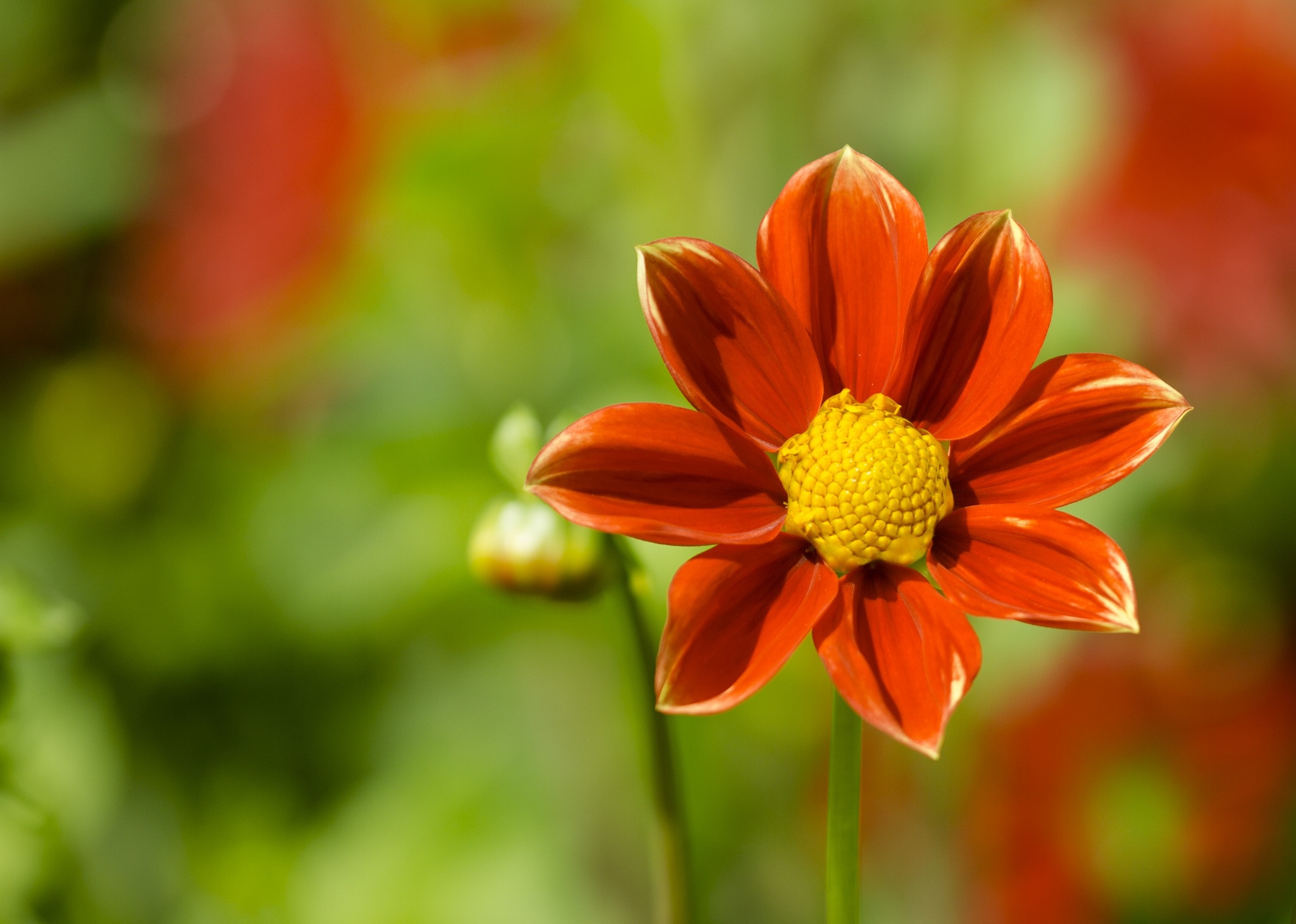 Descarga gratuita de fondo de pantalla para móvil de Naturaleza, Flores, Flor, Dalia, Tierra/naturaleza, Macrofotografía, Flor Naranja.