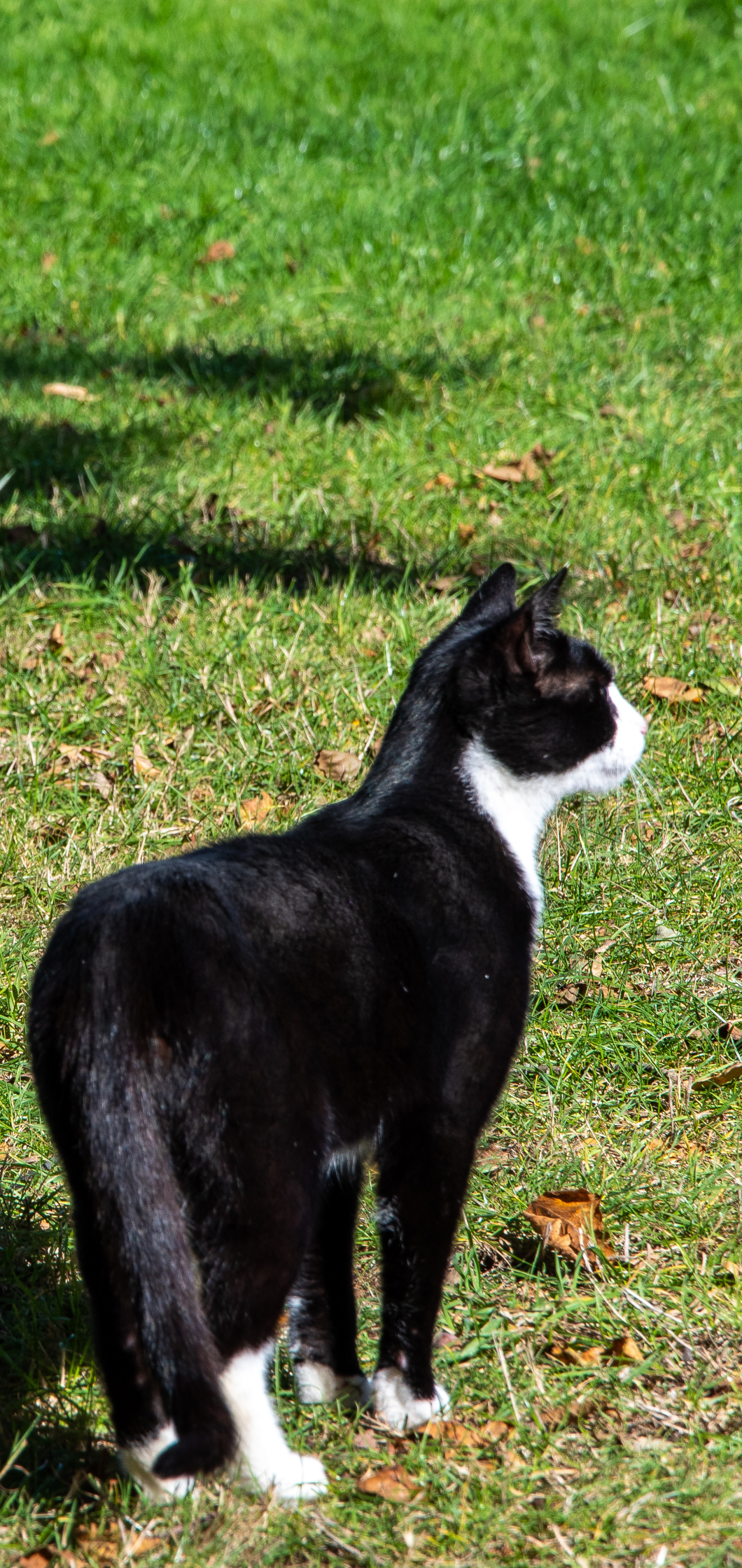 Baixe gratuitamente a imagem Animais, Gatos, Gato na área de trabalho do seu PC