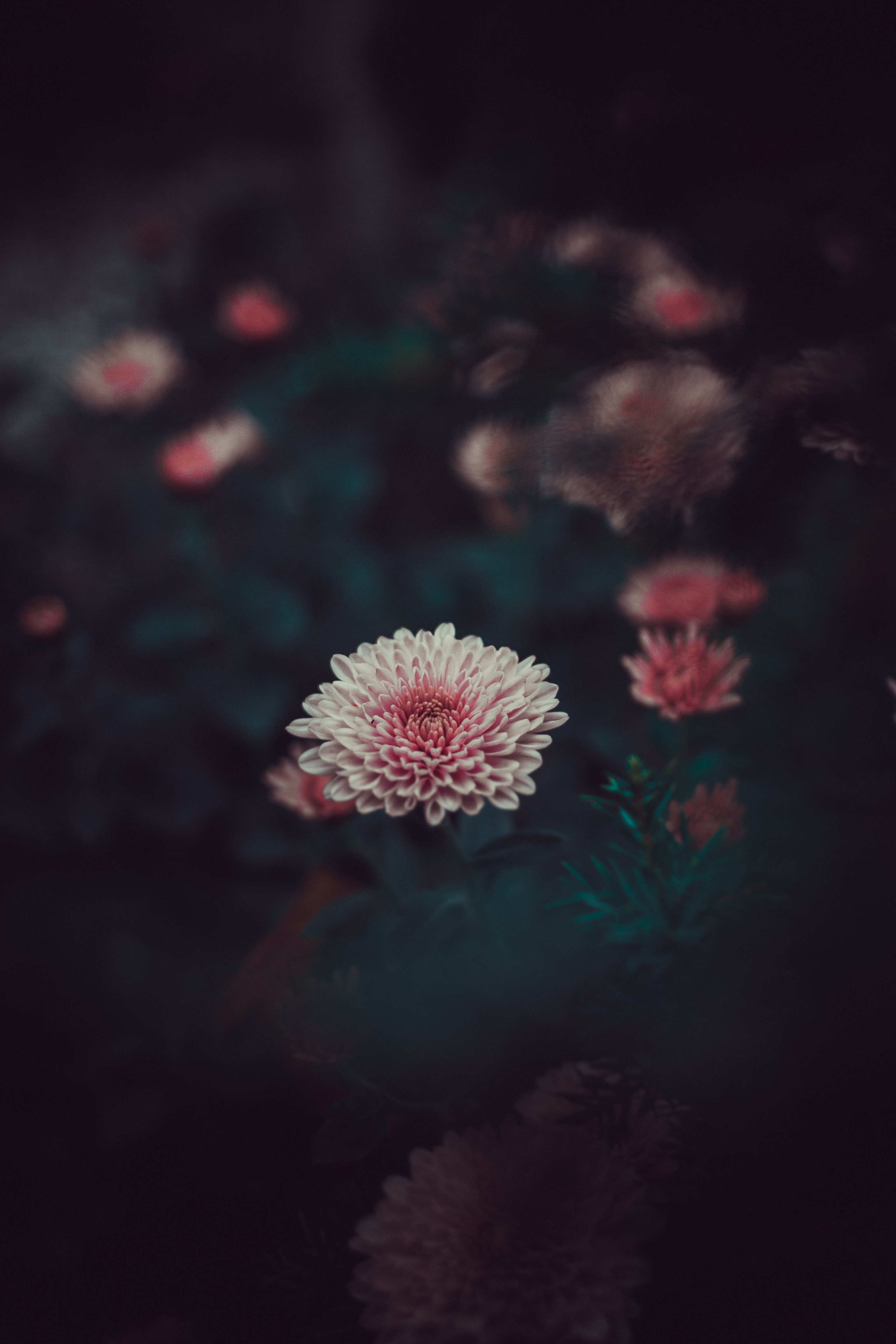 smooth, flower, dahlia, flowers, bud, pink, petals, blur wallpaper for mobile