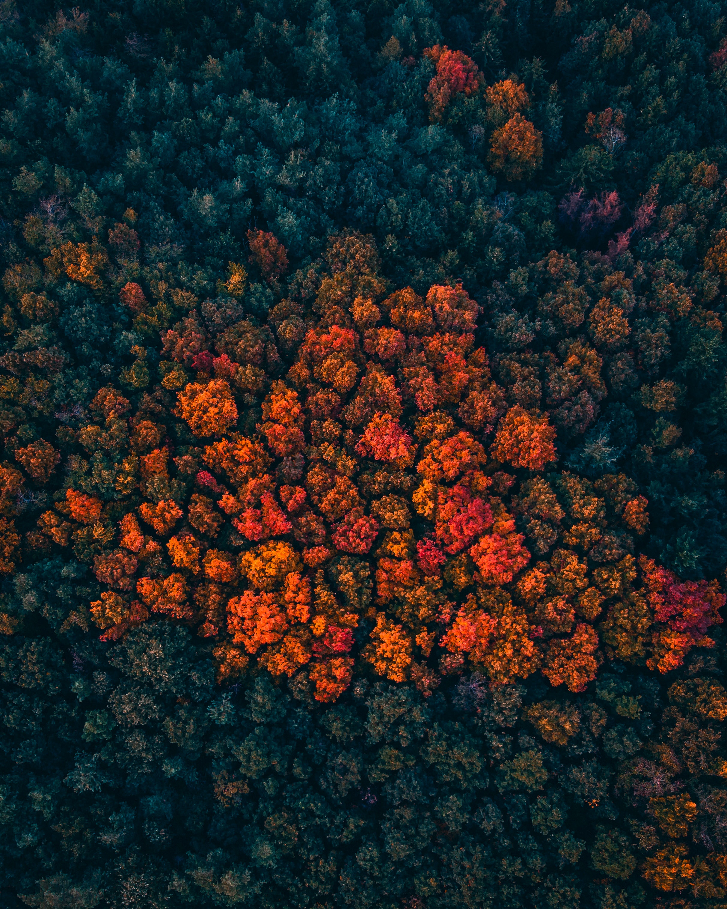 Desktop FHD trees, nature, autumn, view from above, bright, forest, autumn colors, autumn paints