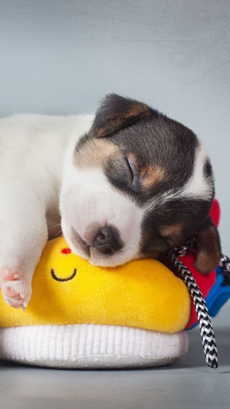 Download mobile wallpaper Dogs, Dog, Animal, Puppy, Sleeping, Cute, Jack Russell Terrier, Baby Animal for free.