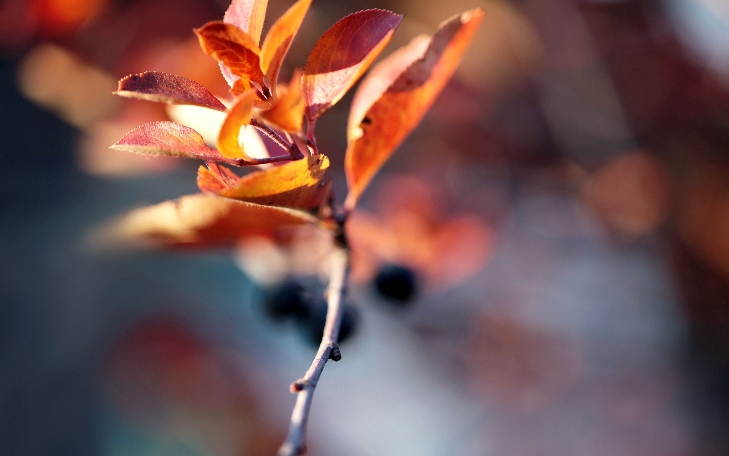 autumn, leaves, macro, branch, dry HD for desktop 1080p