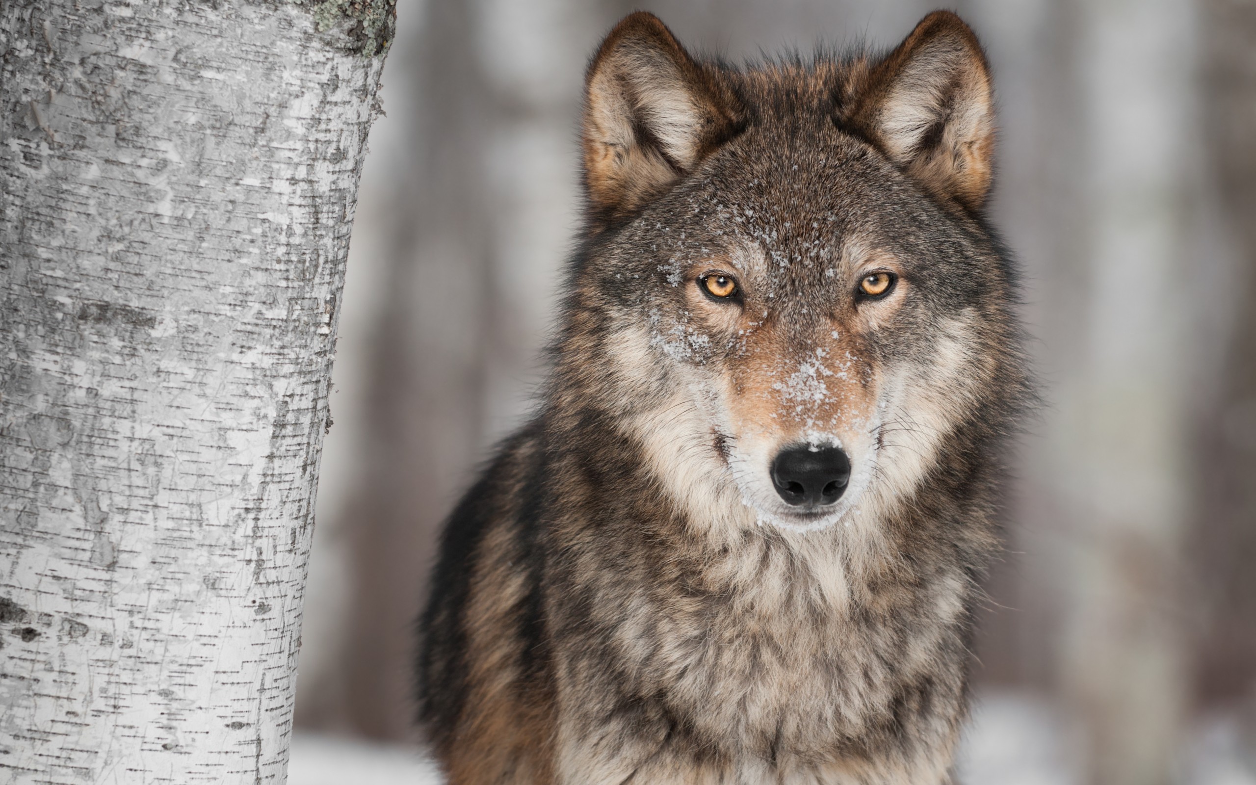 343397壁紙のダウンロード動物, 狼, 見詰める, オオカミ-スクリーンセーバーと写真を無料で