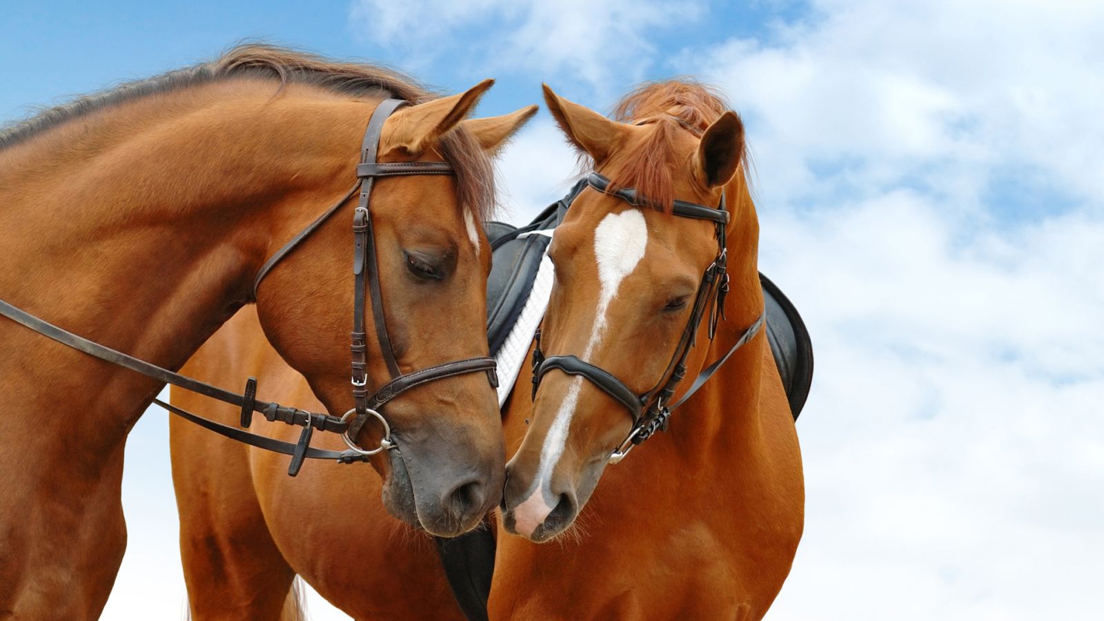 Laden Sie das Tiere, Hauspferd-Bild kostenlos auf Ihren PC-Desktop herunter