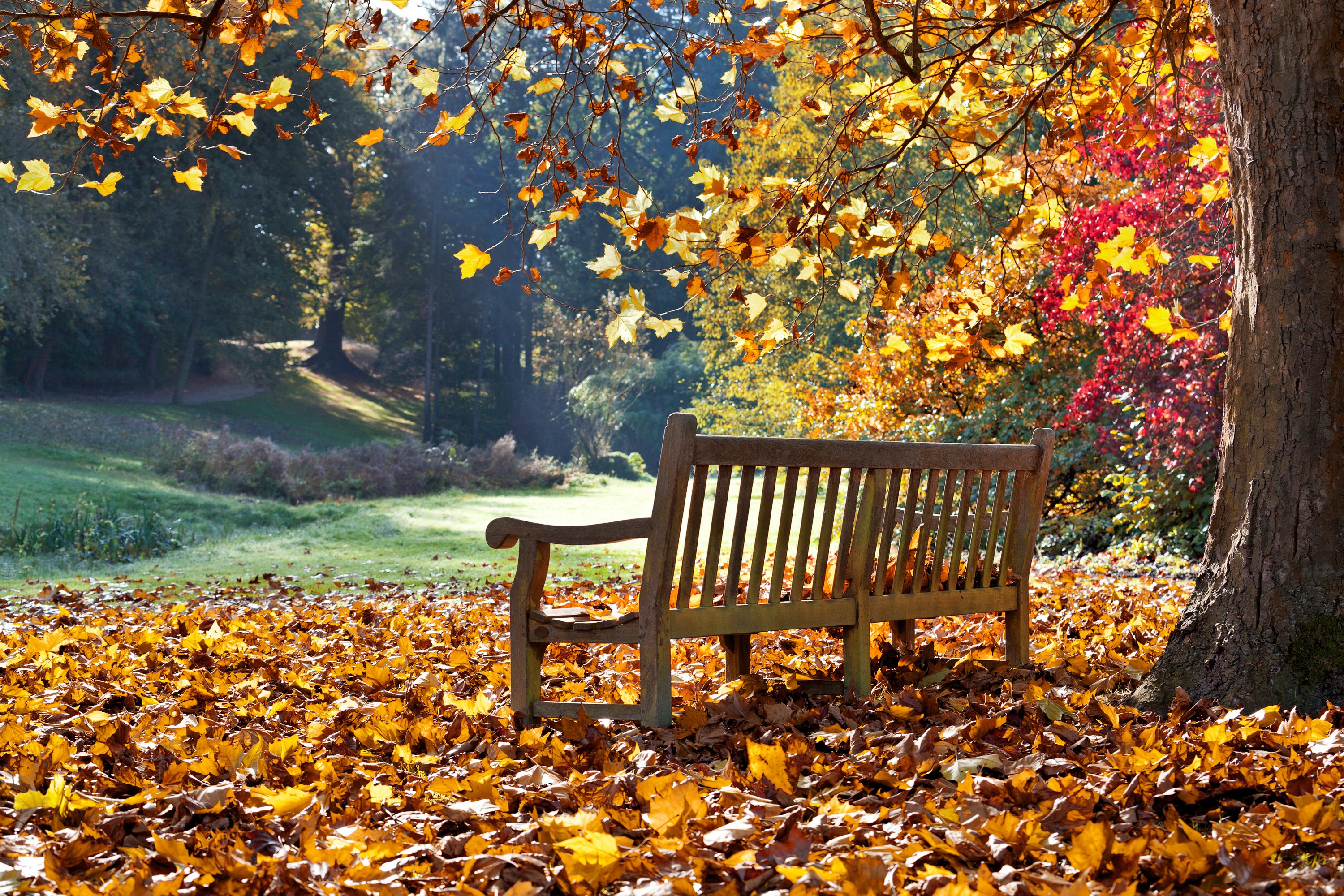 Скачать картинку Осень, Дерево, Листва, Скамья, Сделано Человеком в телефон бесплатно.