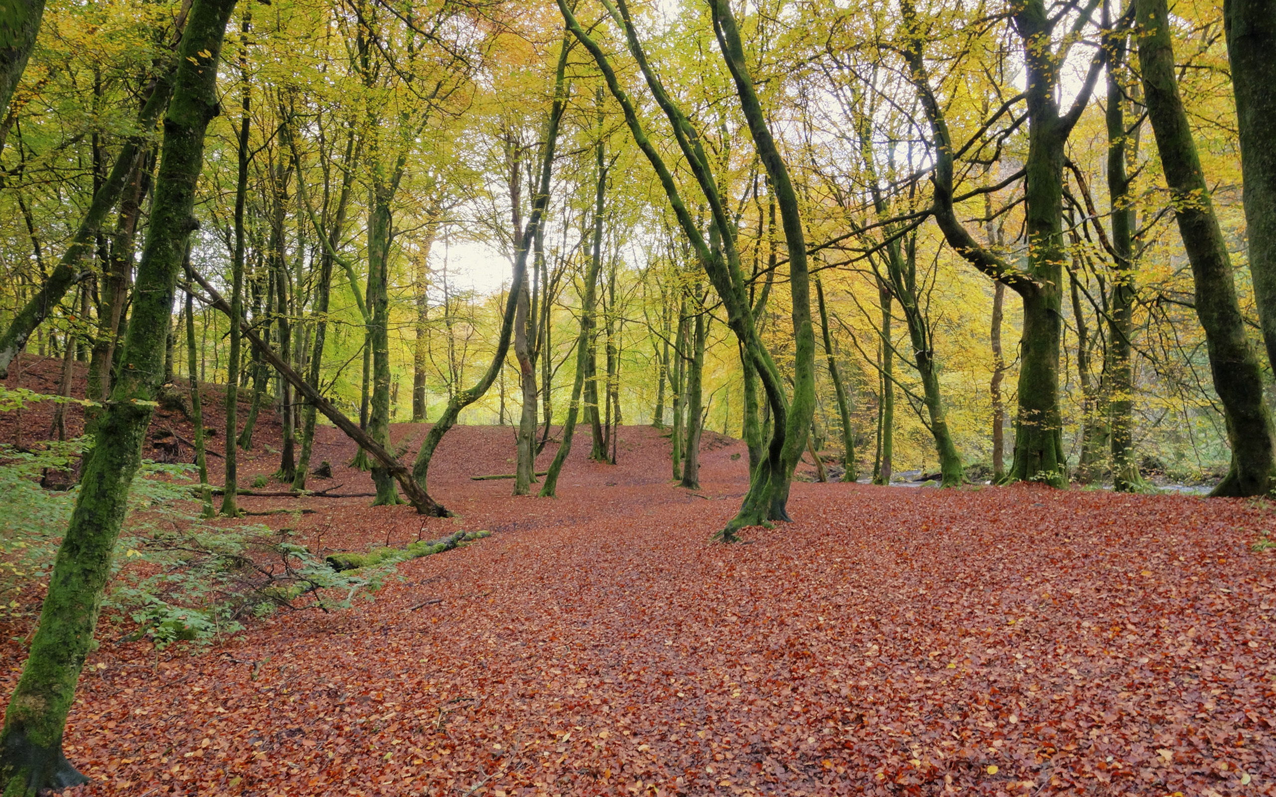 Téléchargez des papiers peints mobile Automne, Terre/nature gratuitement.