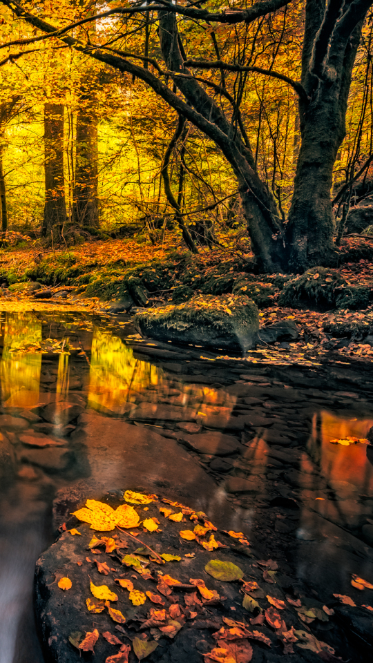 Descarga gratuita de fondo de pantalla para móvil de Otoño, Bosque, Chorro, Tierra/naturaleza.