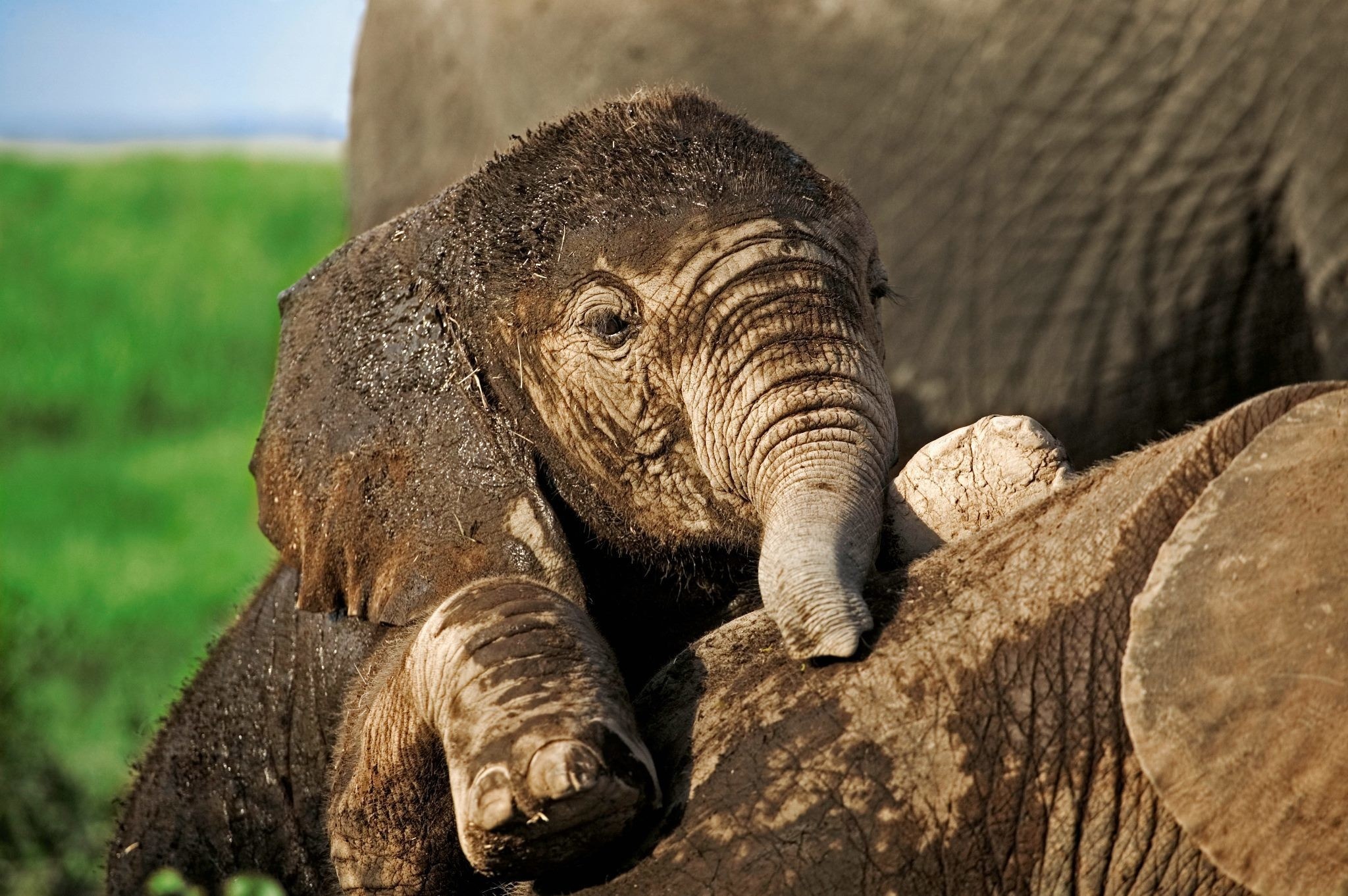 Free download wallpaper African Bush Elephant, Elephants, Animal on your PC desktop