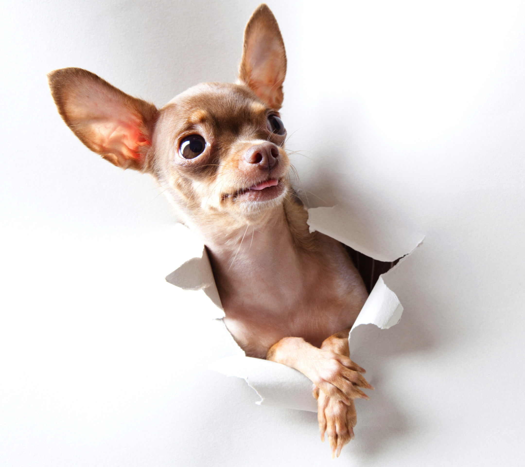 Téléchargez gratuitement l'image Animaux, Chiens, Chihuahua sur le bureau de votre PC