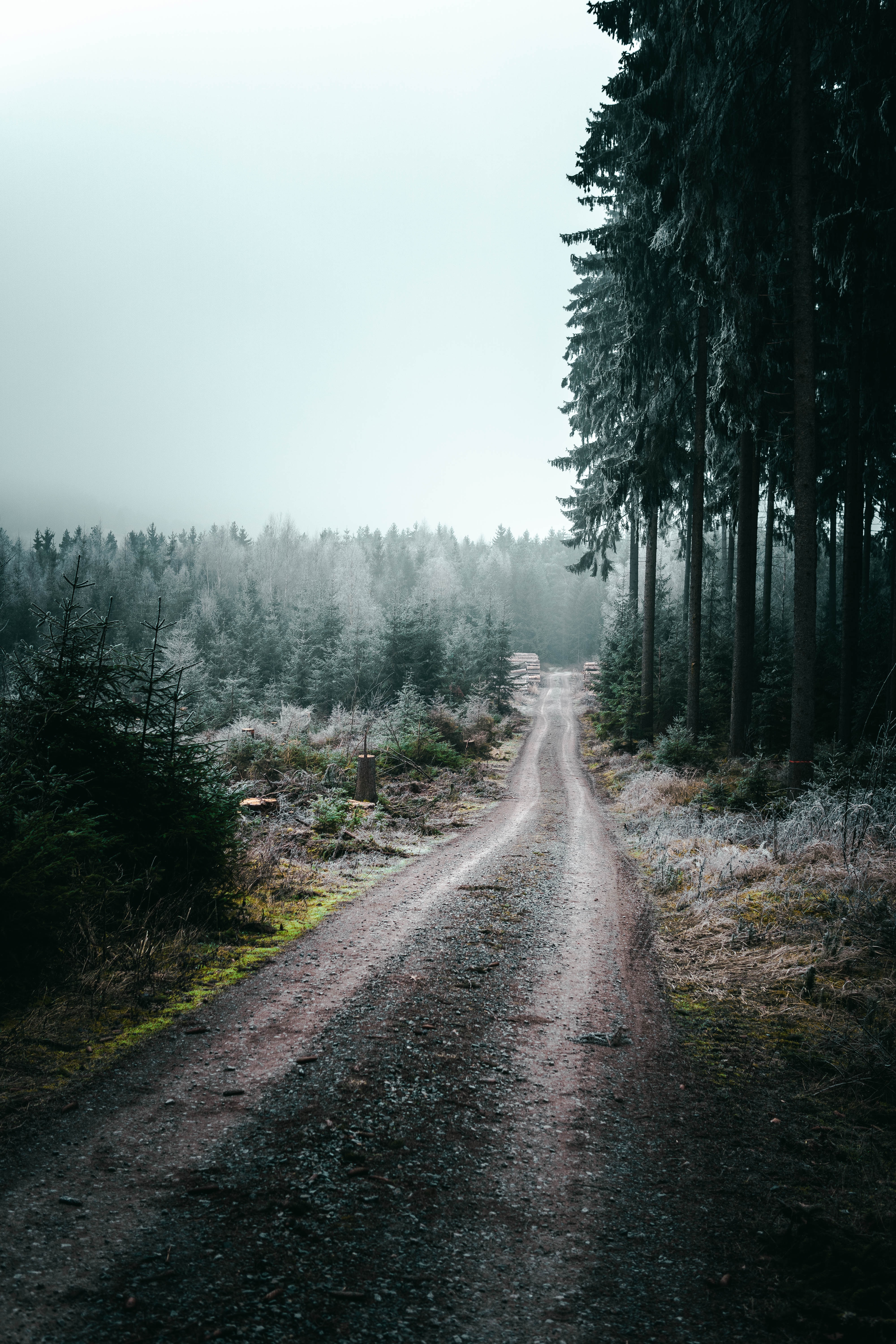 Download mobile wallpaper Trees, Nature, Fog, Forest, Road for free.
