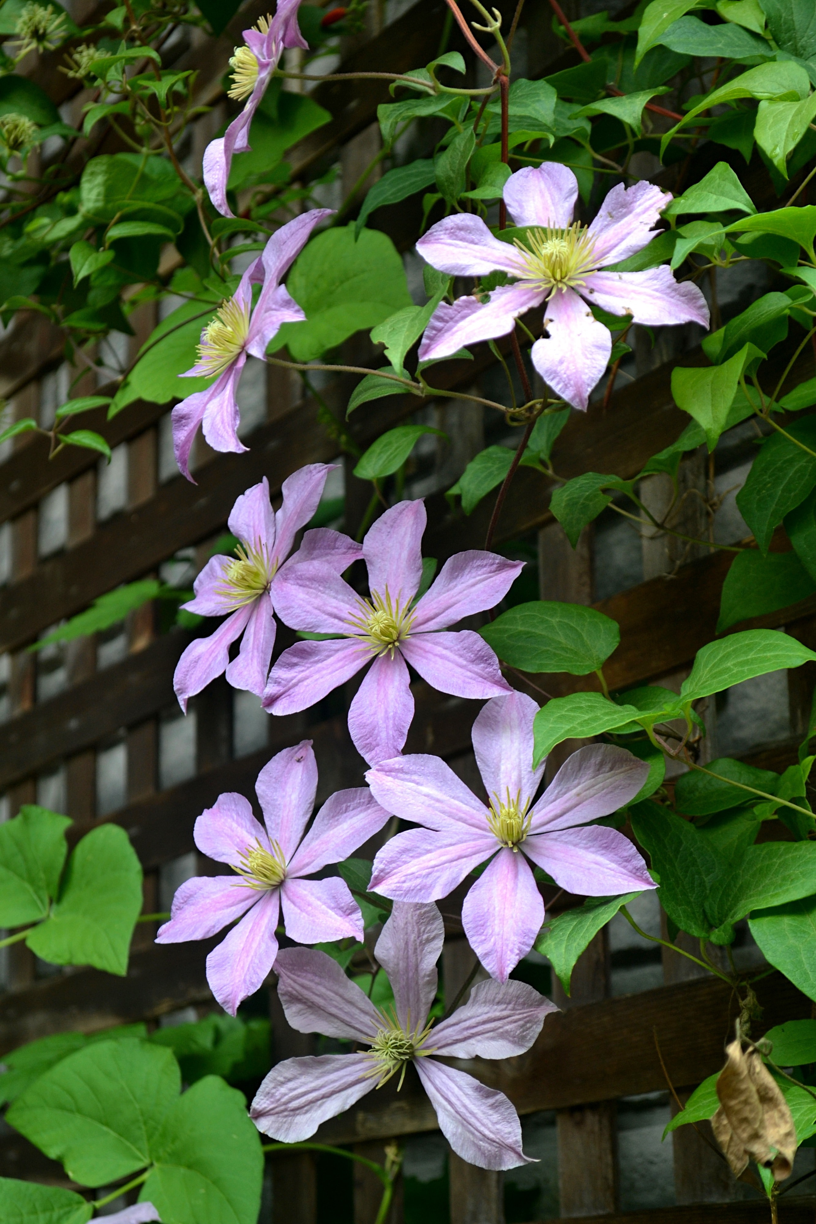 Windows Backgrounds flowers, clematis, leaves, petals