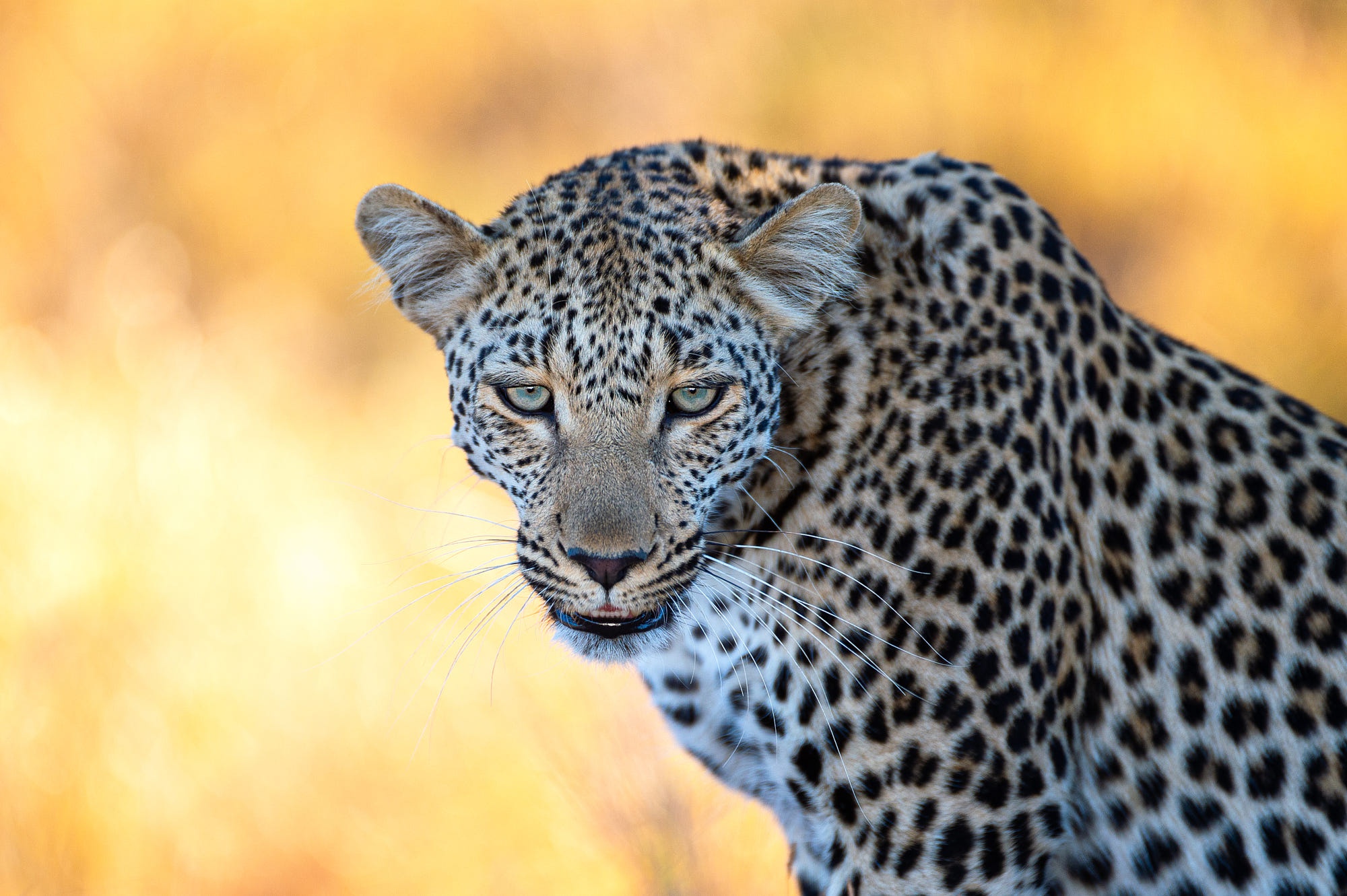 Free download wallpaper Leopard, Cats, Animal on your PC desktop