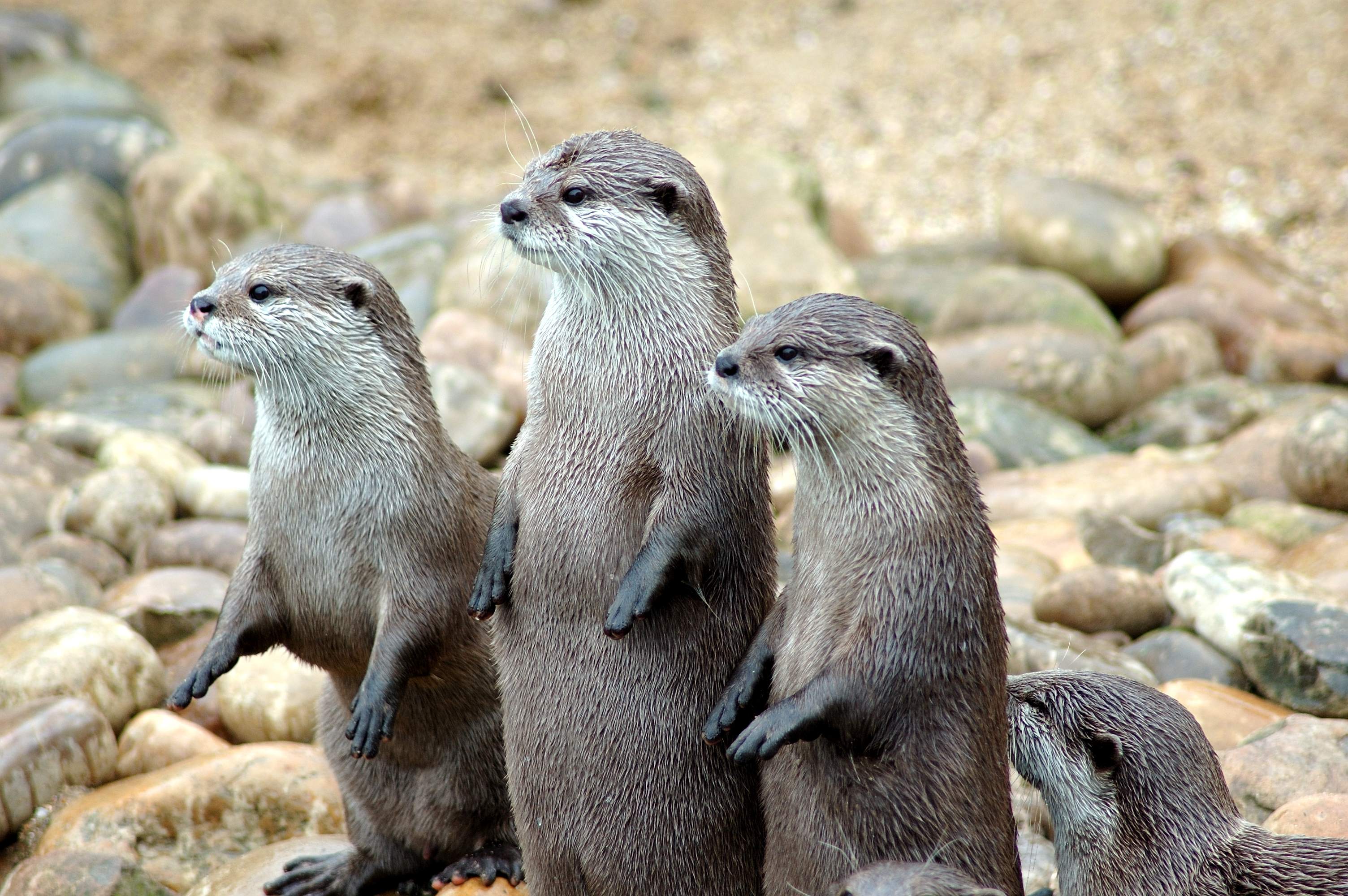 Laden Sie das Tiere, Otter-Bild kostenlos auf Ihren PC-Desktop herunter