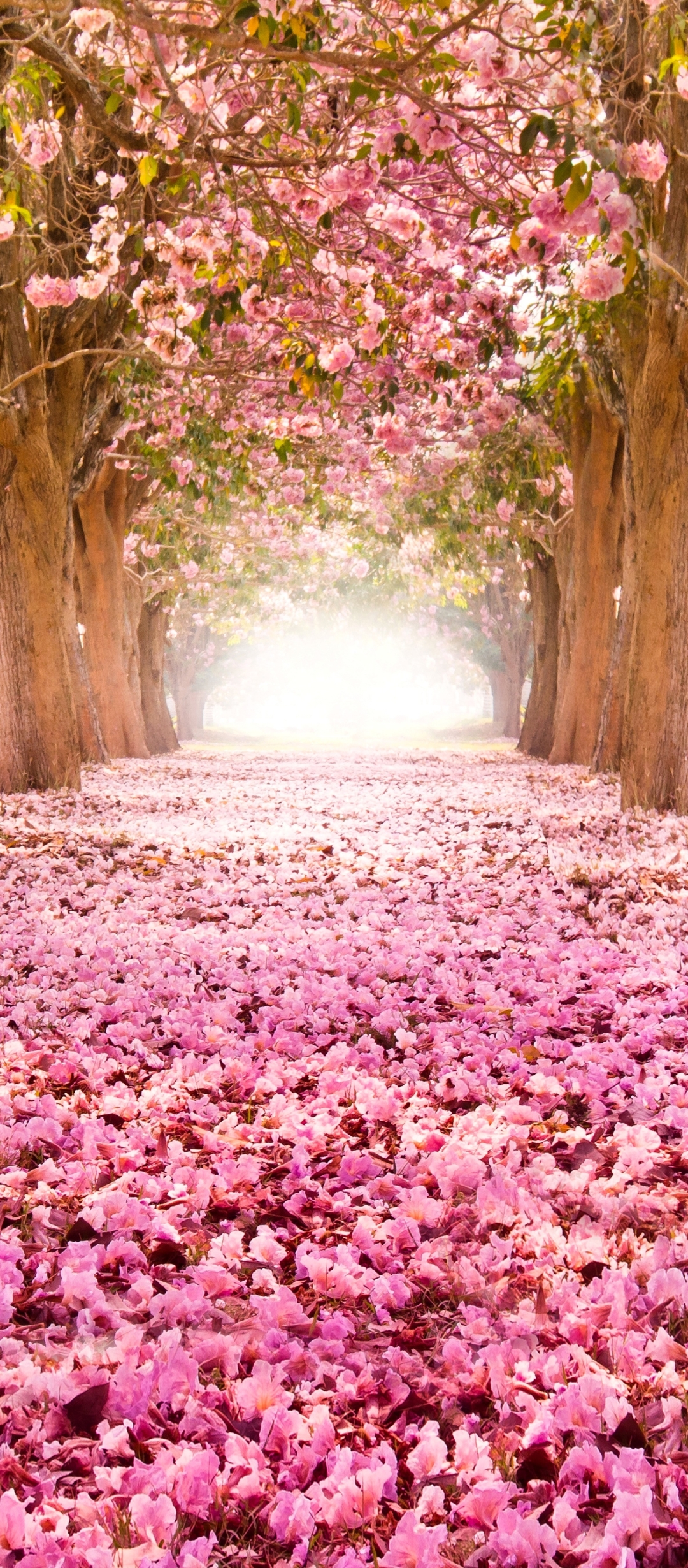 Download mobile wallpaper Sakura, Park, Earth, Spring, Blossom, Pink Flower for free.