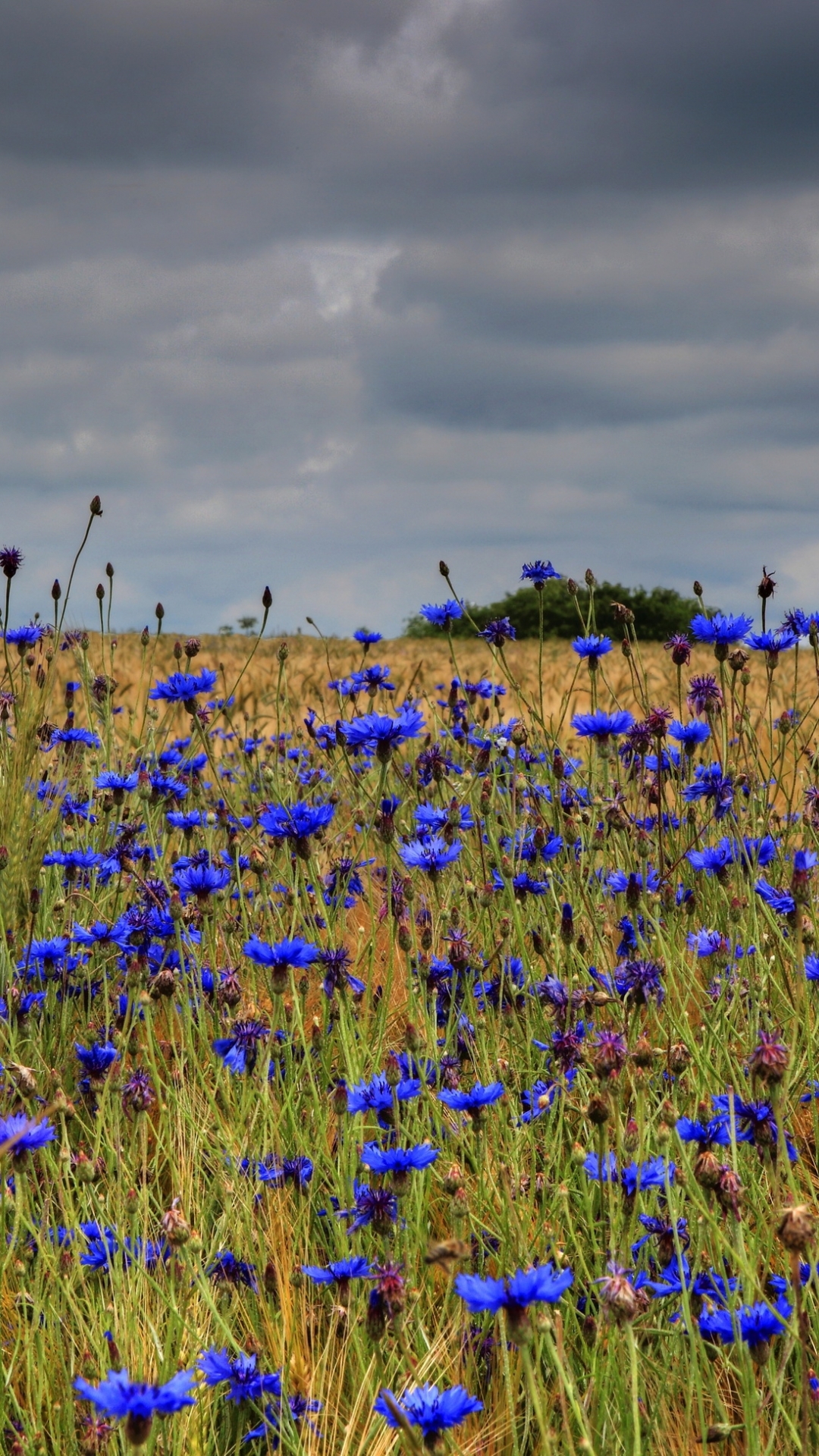 Download mobile wallpaper Flowers, Flower, Earth for free.