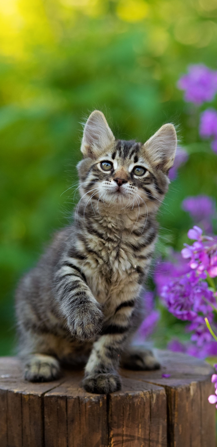 Download mobile wallpaper Cats, Cat, Kitten, Animal, Baby Animal for free.