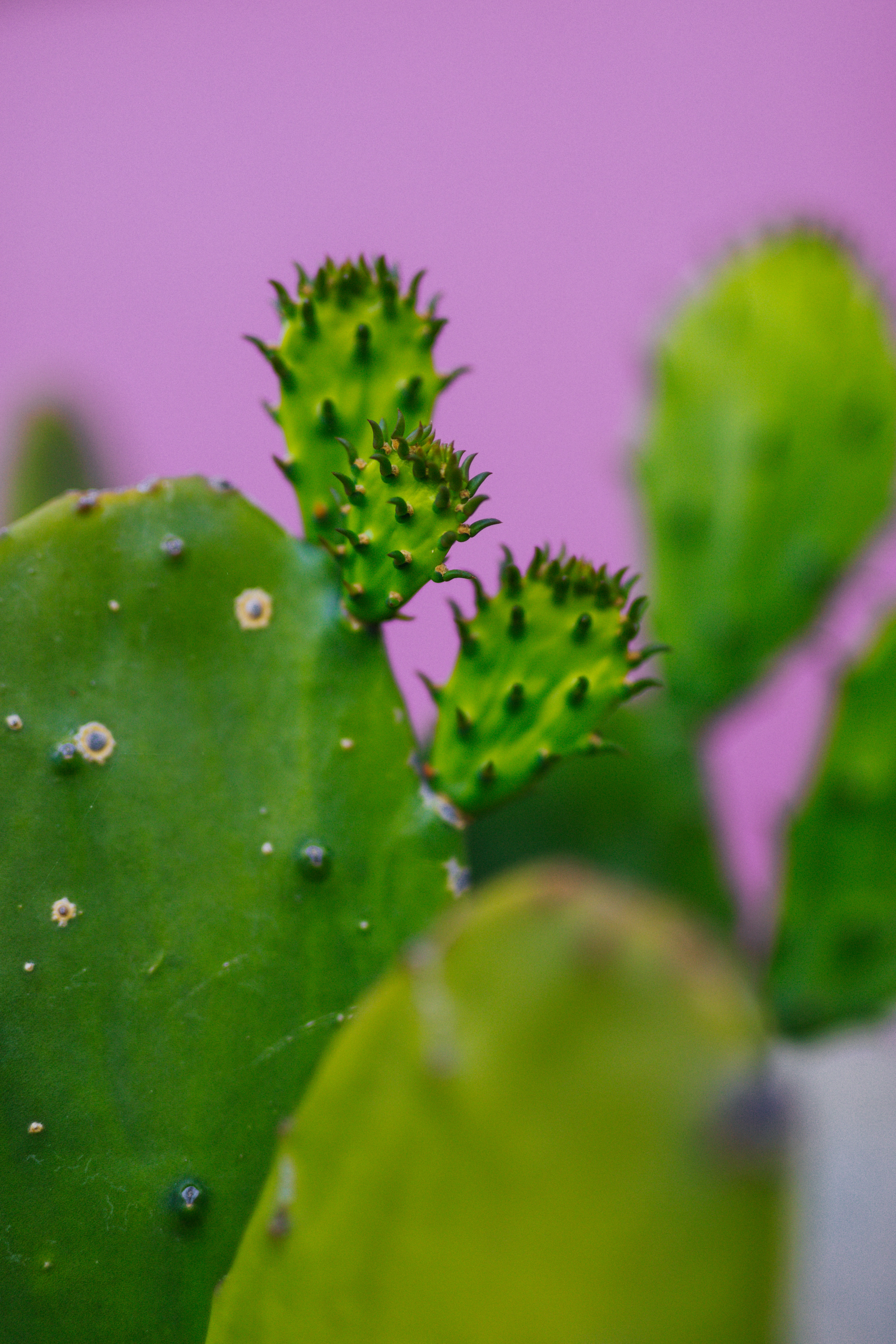 Laden Sie das Pflanze, Makro, Kaktus-Bild kostenlos auf Ihren PC-Desktop herunter