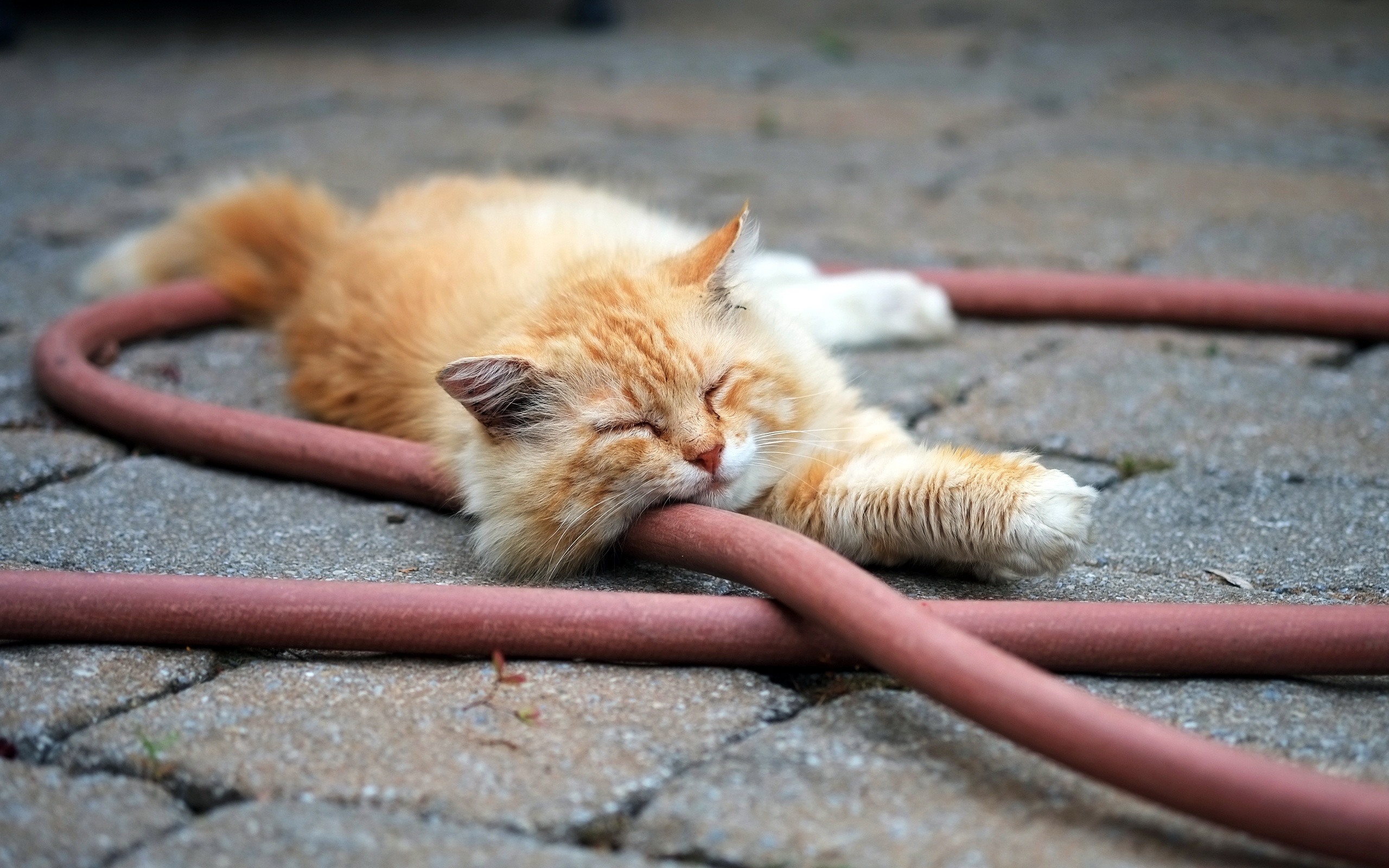 Handy-Wallpaper Tiere, Katzen, Katze kostenlos herunterladen.