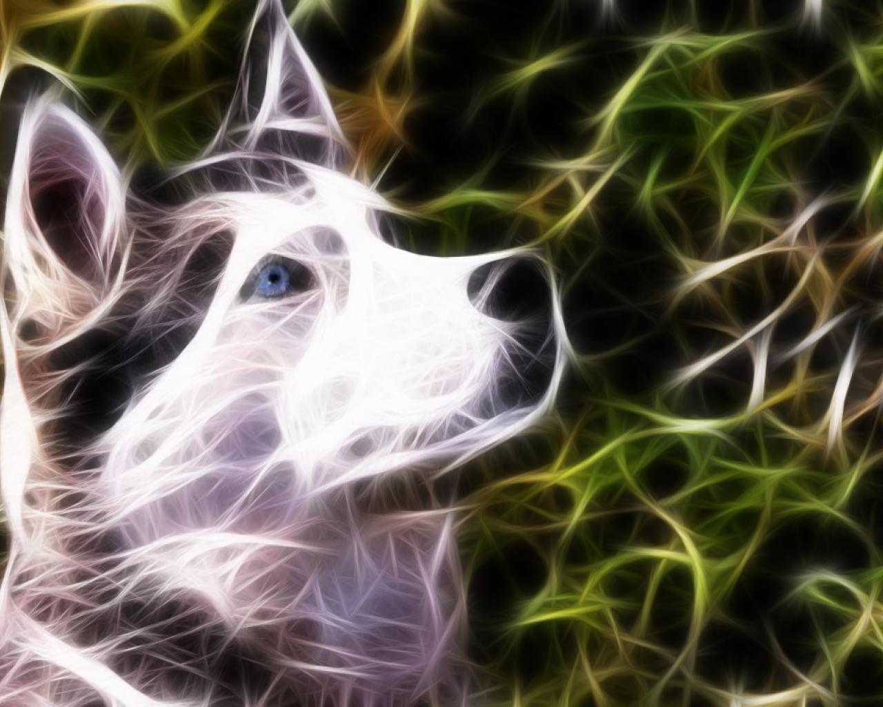 Baixe gratuitamente a imagem Animais, Cão, Husky Siberiano na área de trabalho do seu PC