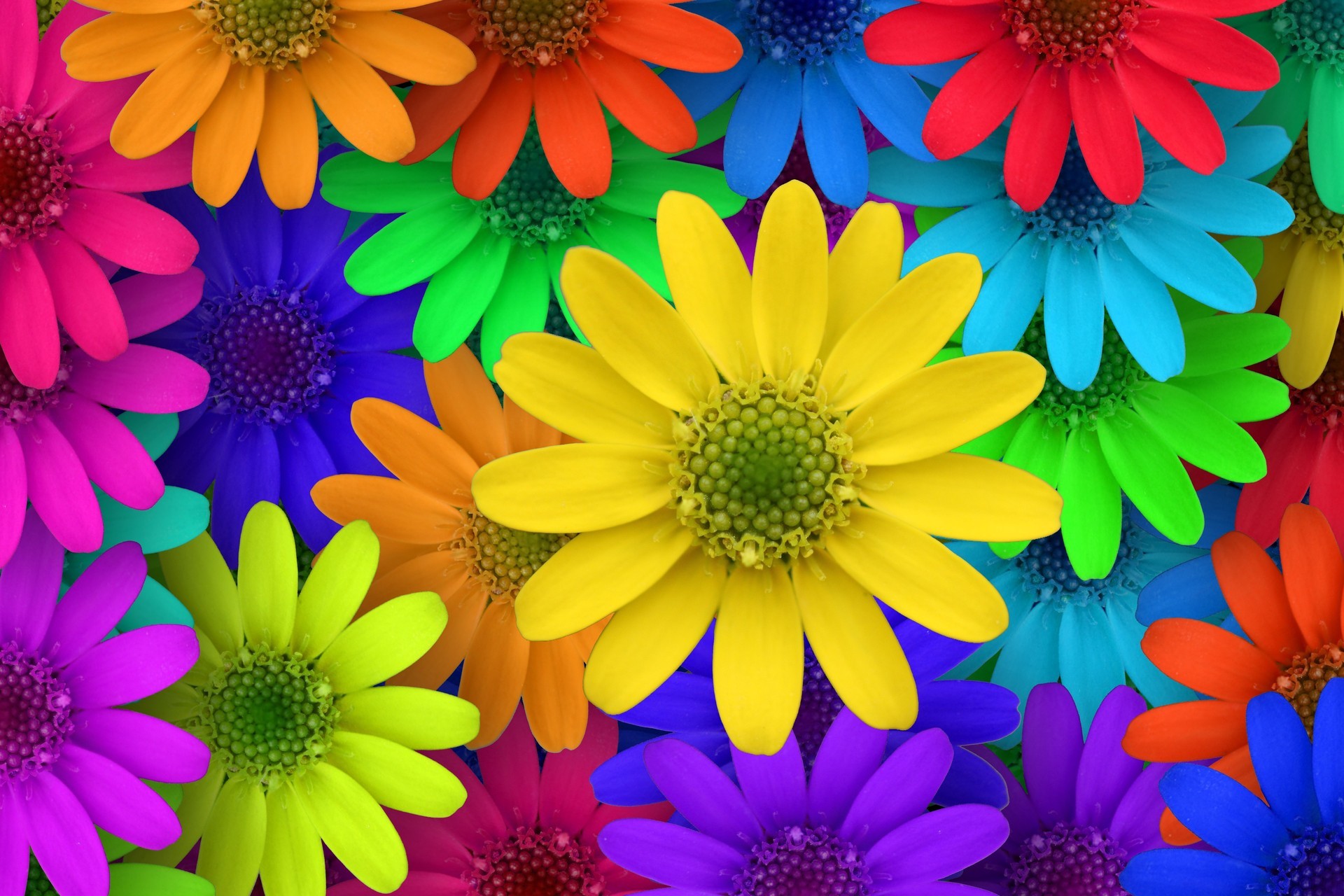 Baixar papel de parede para celular de Flores, Flor, Cores, Colorido, Artistico gratuito.