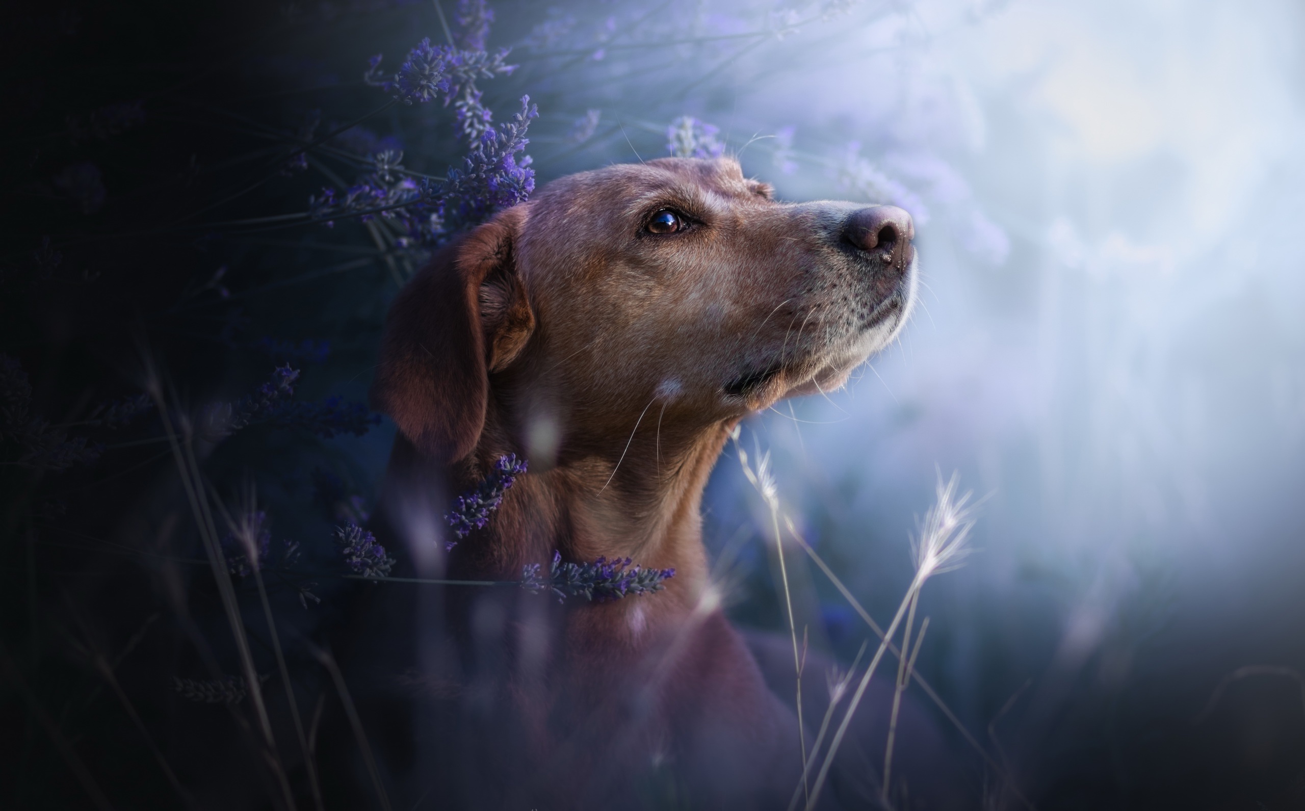 Download mobile wallpaper Dogs, Flower, Dog, Muzzle, Animal, Lavender for free.