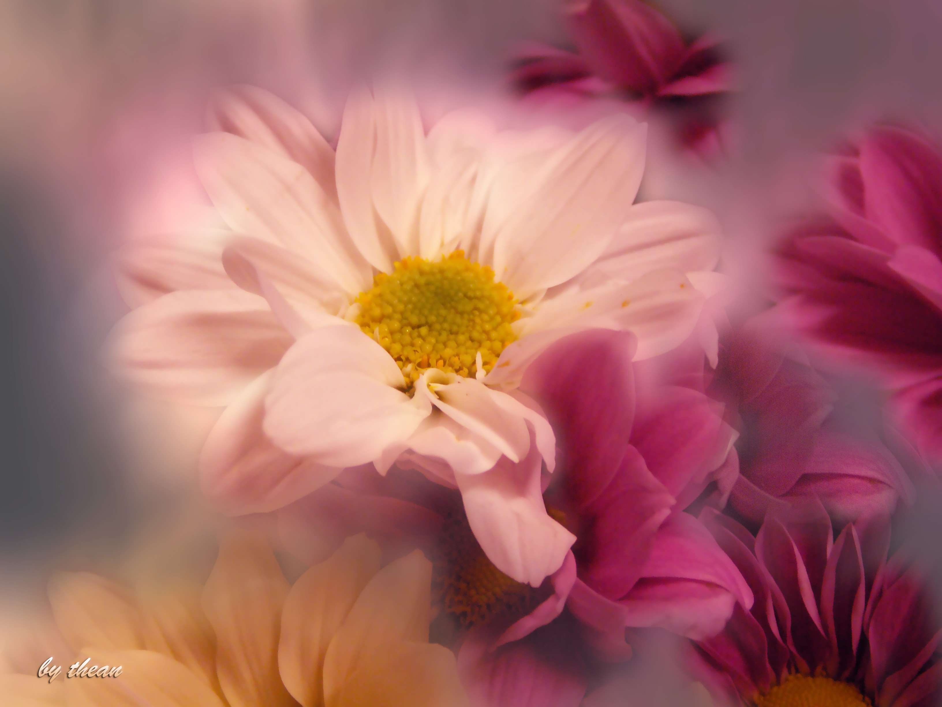 Free download wallpaper Nature, Flowers, Flower, Artistic, Pink Flower on your PC desktop