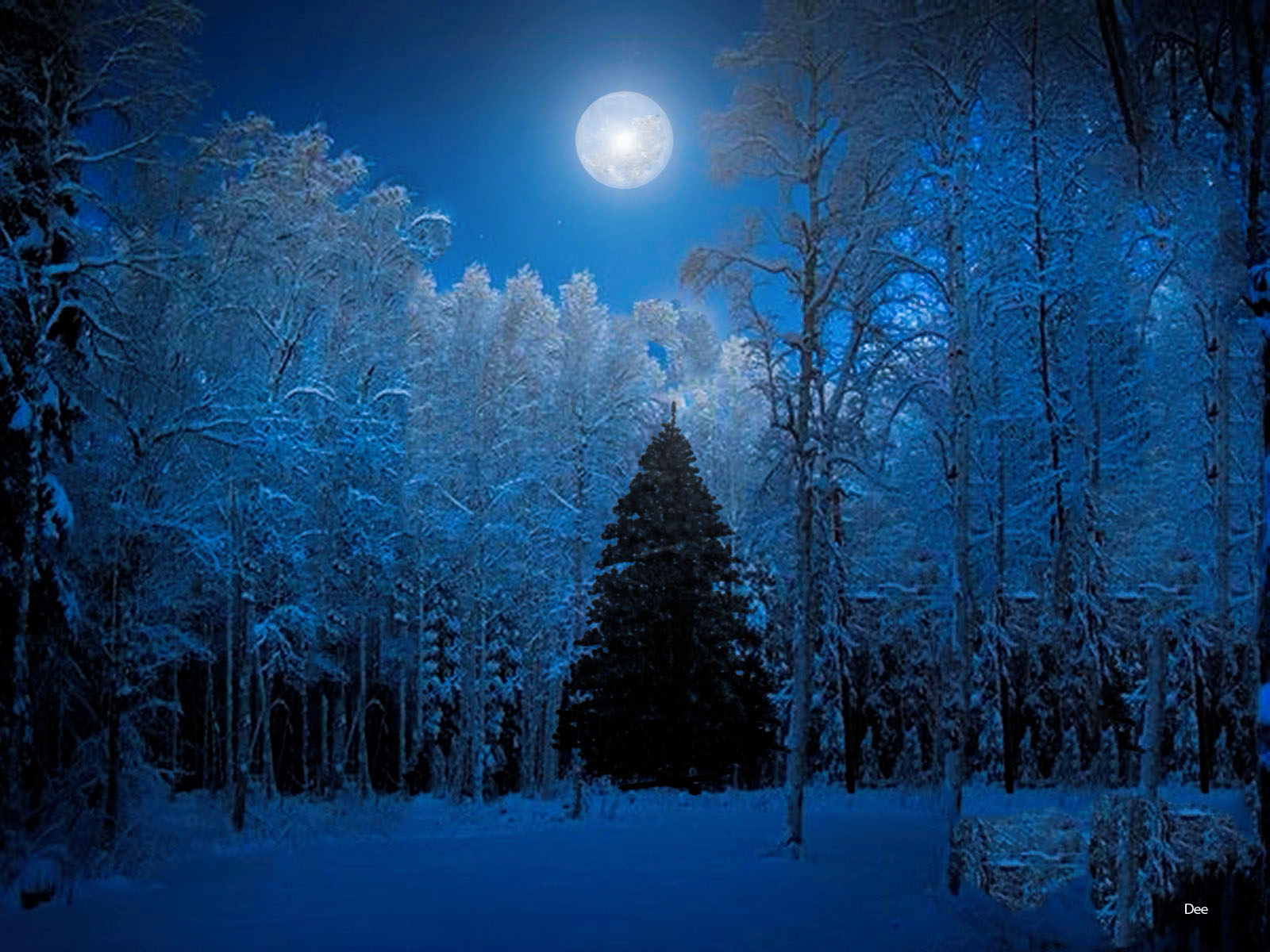 621160画像をダウンロード地球, 冬, 青い, クリスマスツリー, 森, 月, 雪, 木-壁紙とスクリーンセーバーを無料で