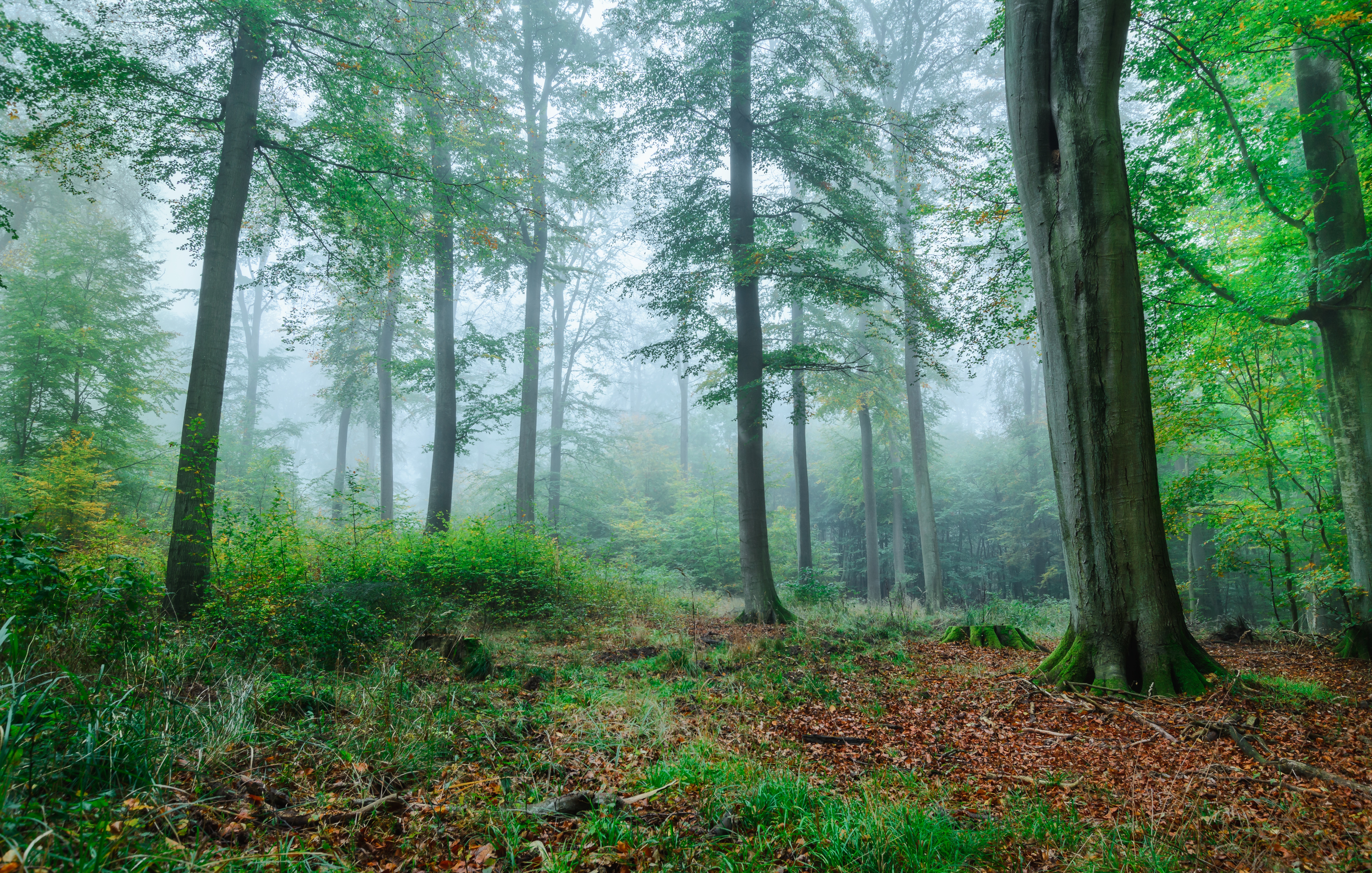 Free download wallpaper Forest, Fog, Fall, Earth on your PC desktop