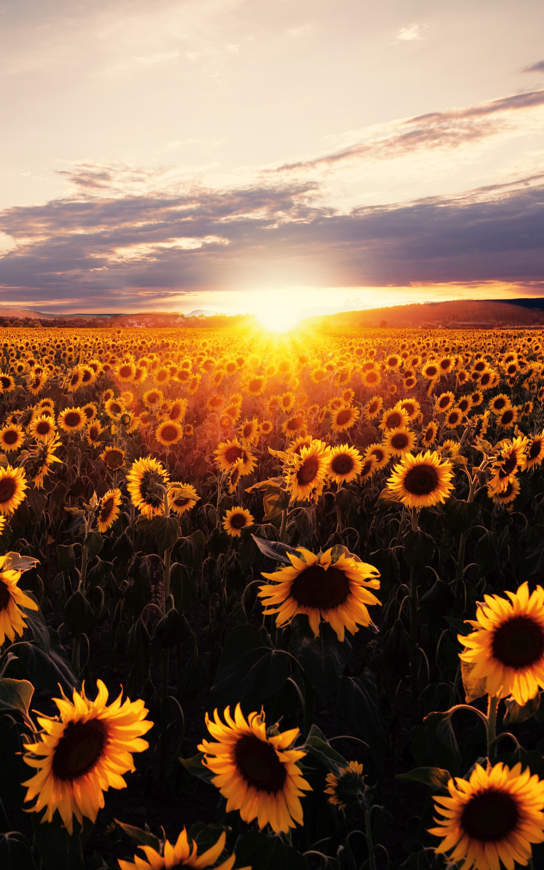 Laden Sie das Natur, Blumen, Sommer, Feld, Sonnenblume, Gelbe Blume, Sonnenuntergang, Erde/natur, Aufstellen-Bild kostenlos auf Ihren PC-Desktop herunter