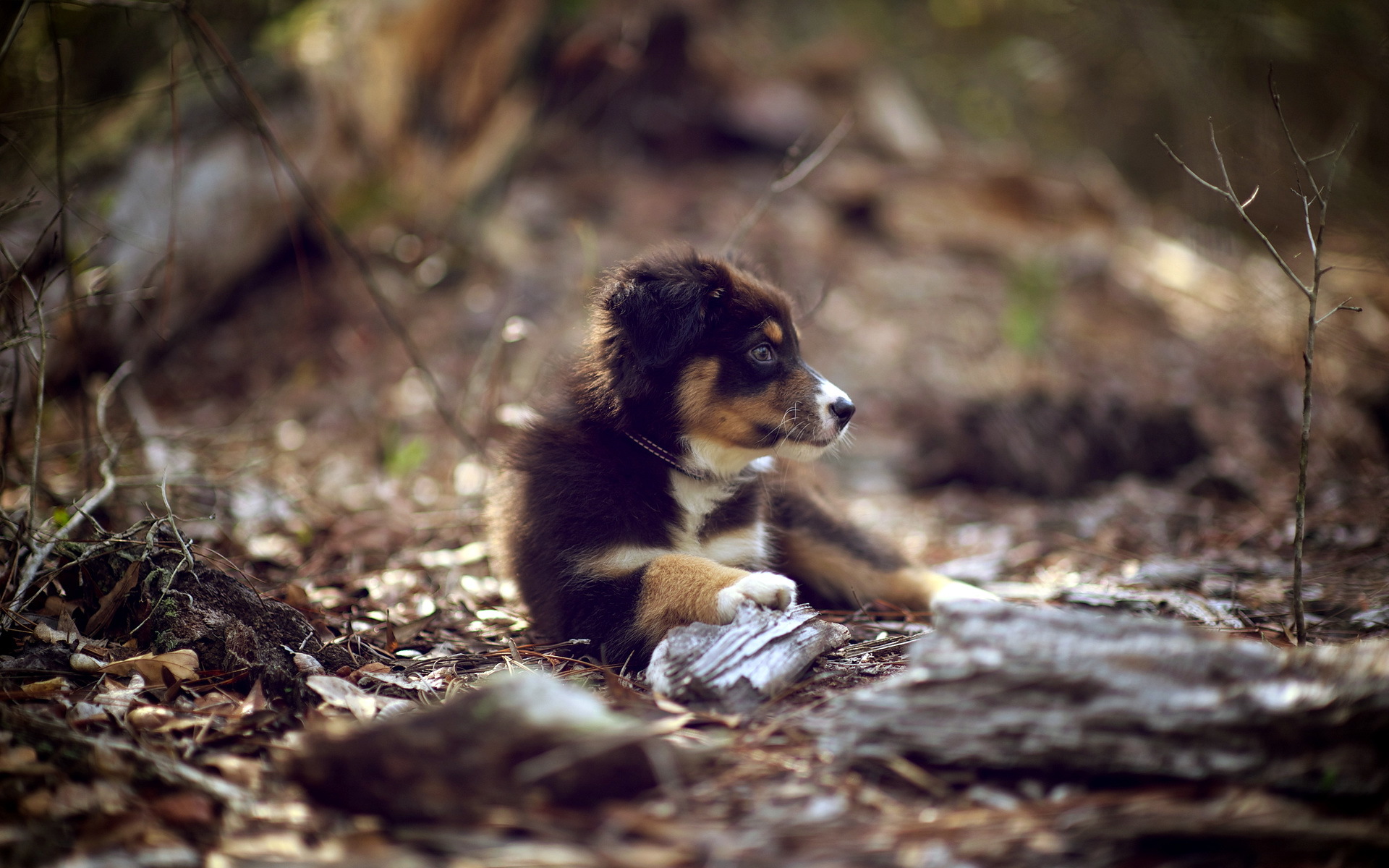 Handy-Wallpaper Tiere, Hunde, Hund kostenlos herunterladen.